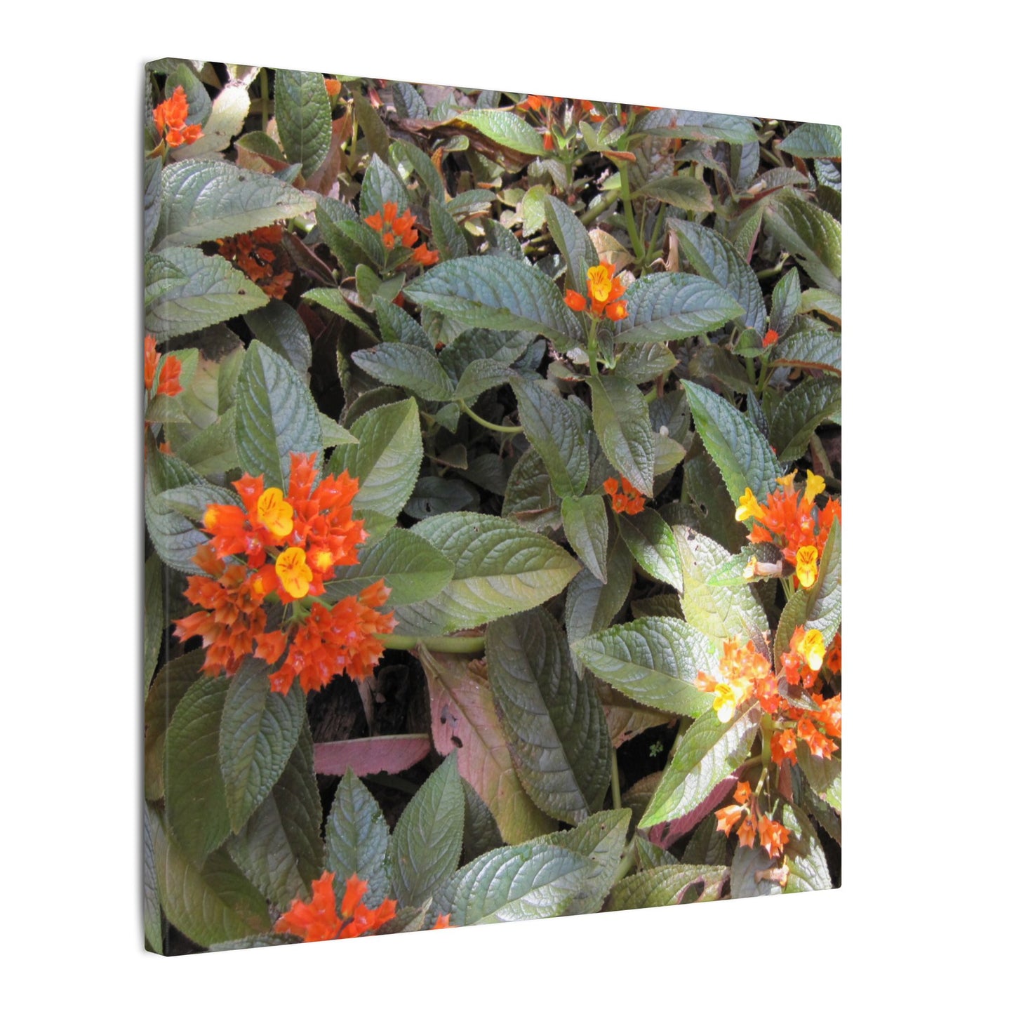 Close-up of green leaves with orange and yellow flowers
