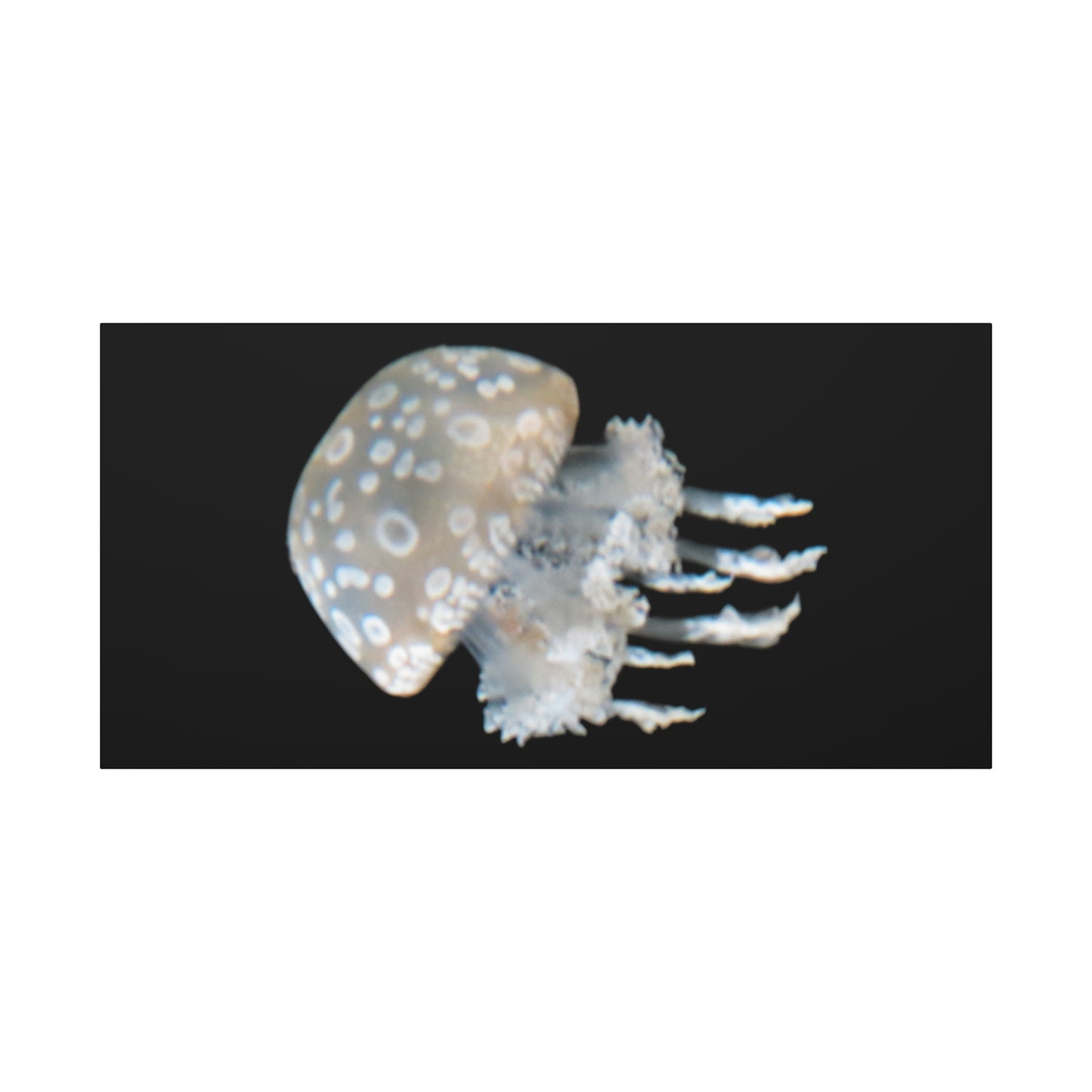 Jellyfish on a black background