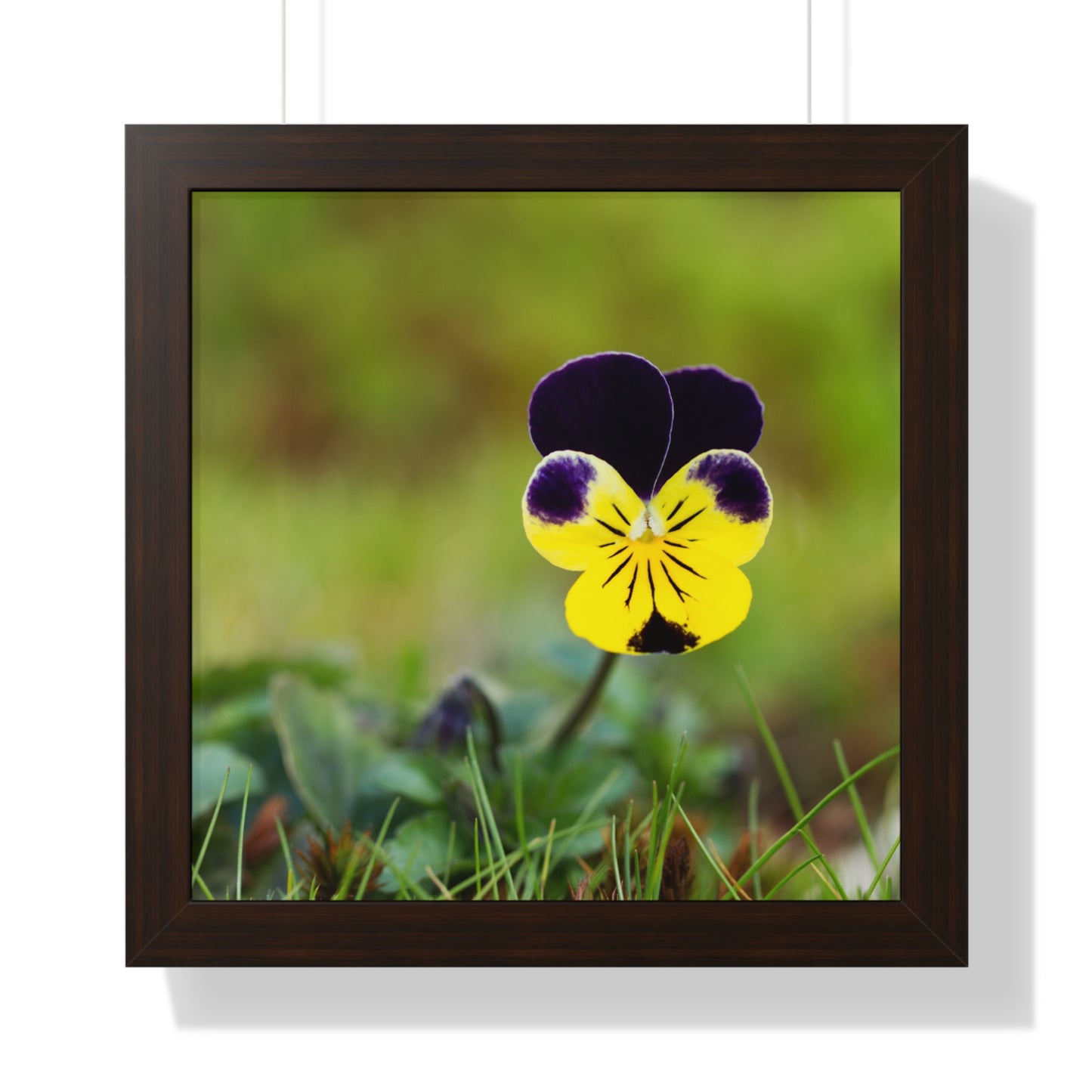 Framed Purple & Yellow Pansy Wall Art Poster | Botanical Floral Wall Decor