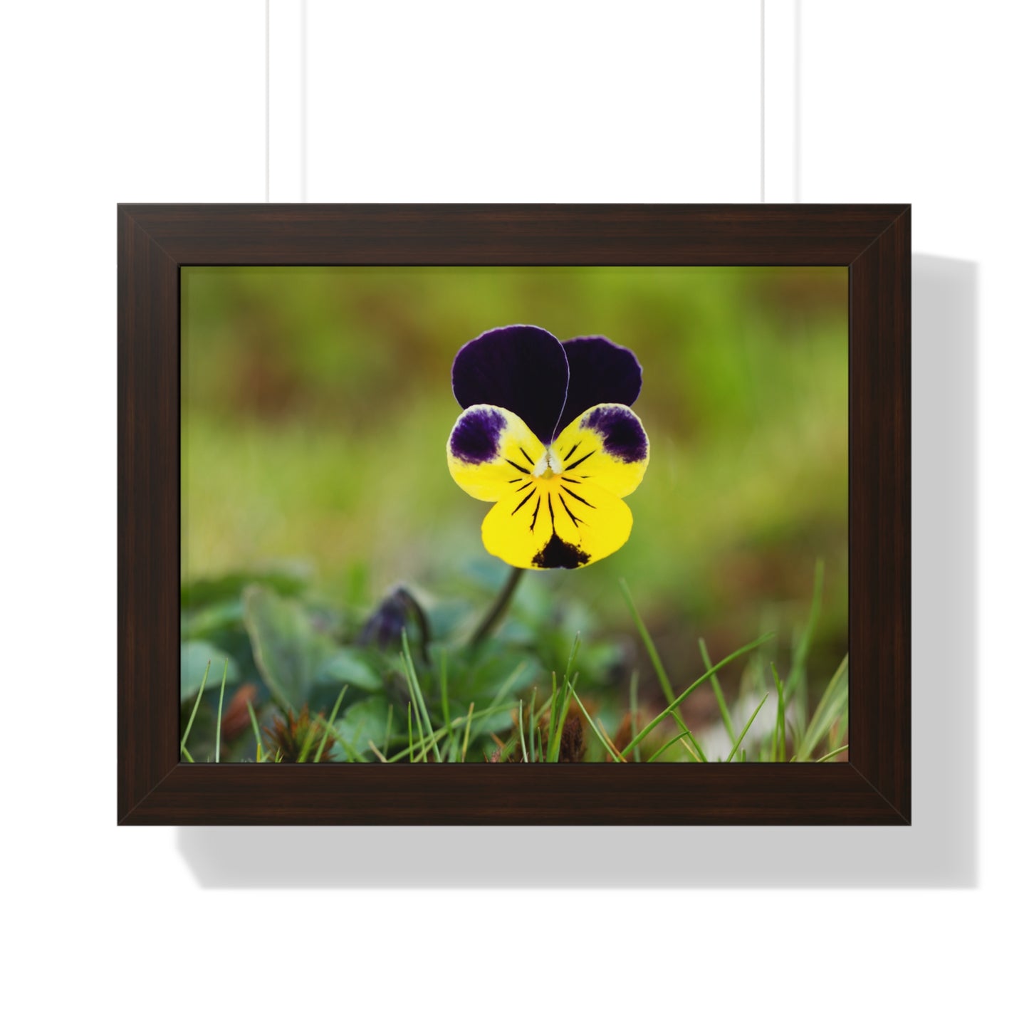 Framed Purple & Yellow Pansy Wall Art Poster | Botanical Floral Wall Decor