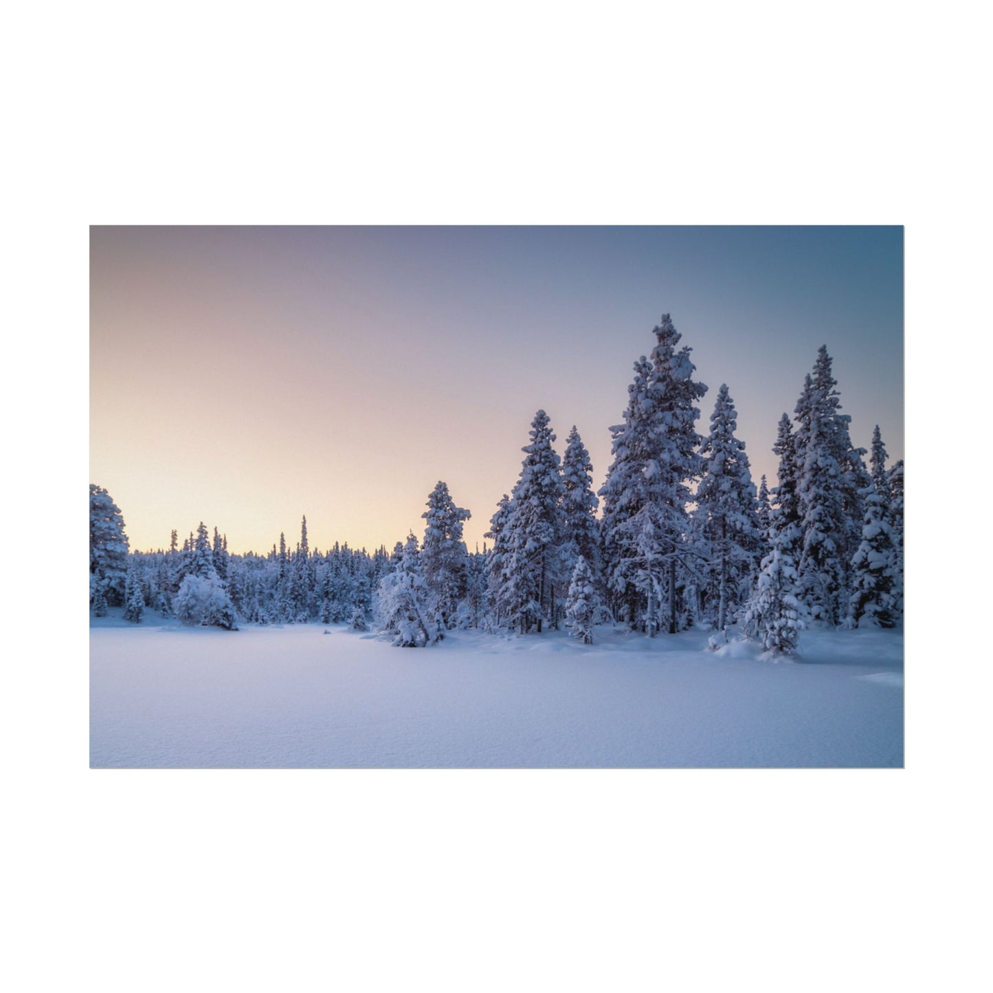 Snow-covered trees in a forest during winter