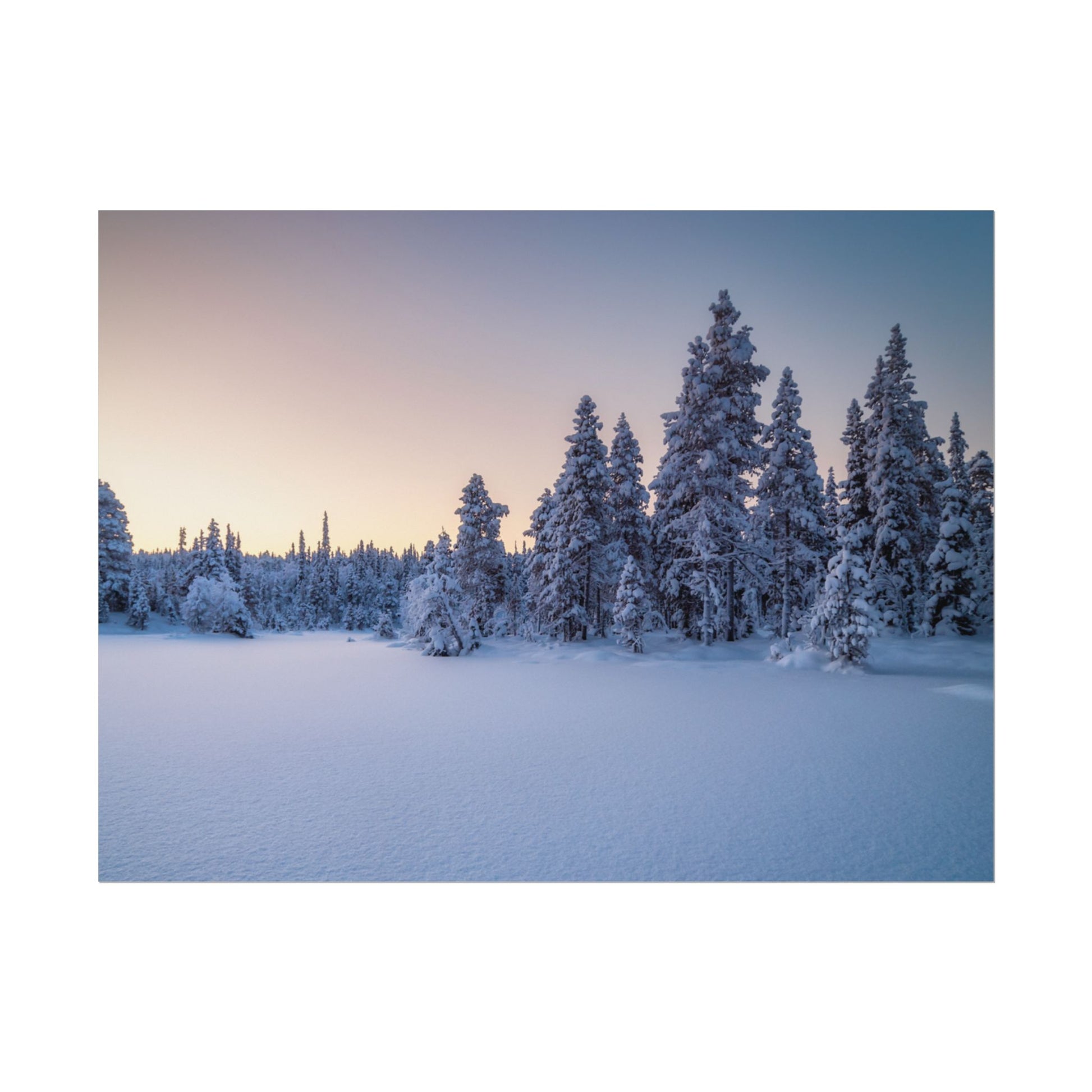 Snow-covered trees in a forest during twilight
