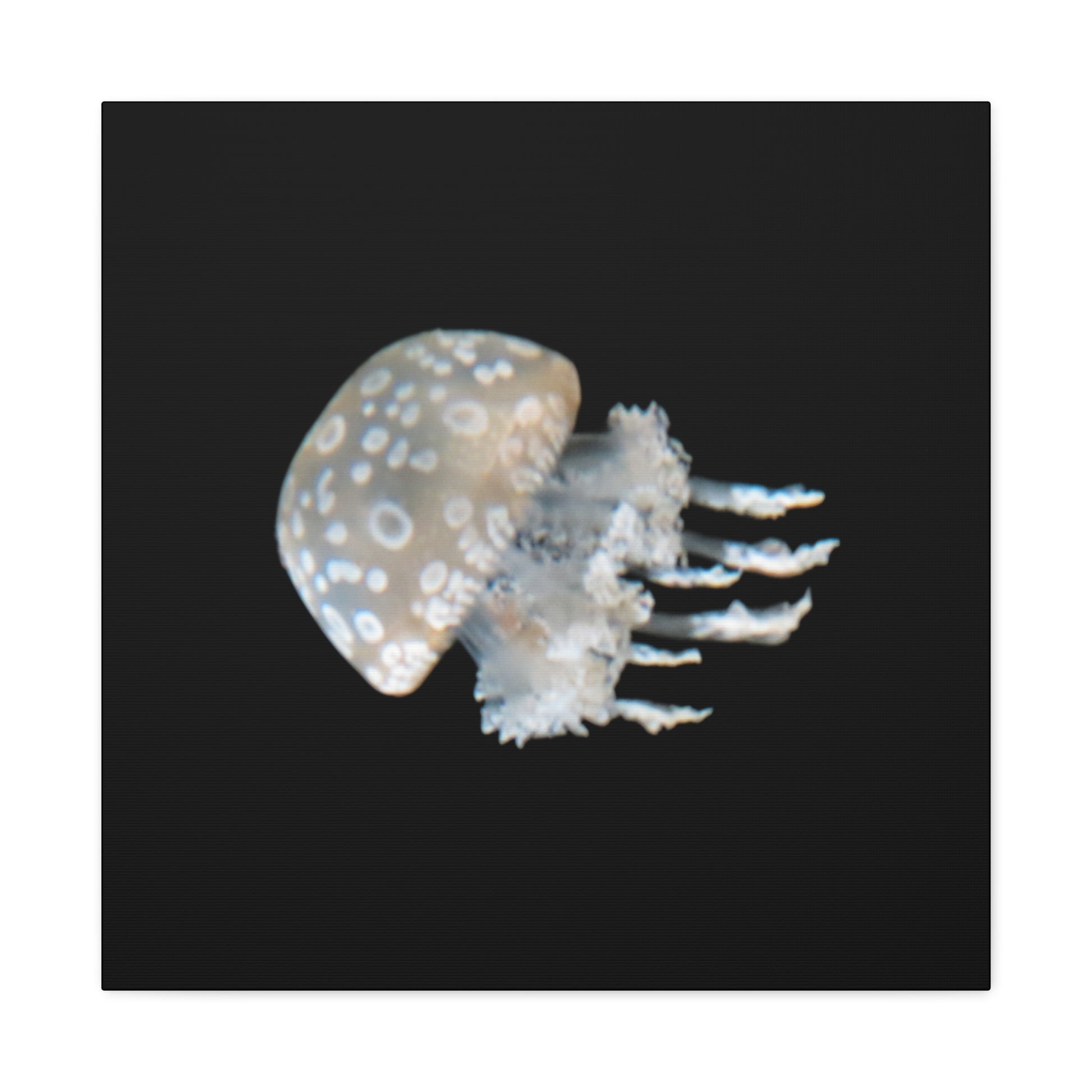 Jellyfish with spotted pattern on a black background