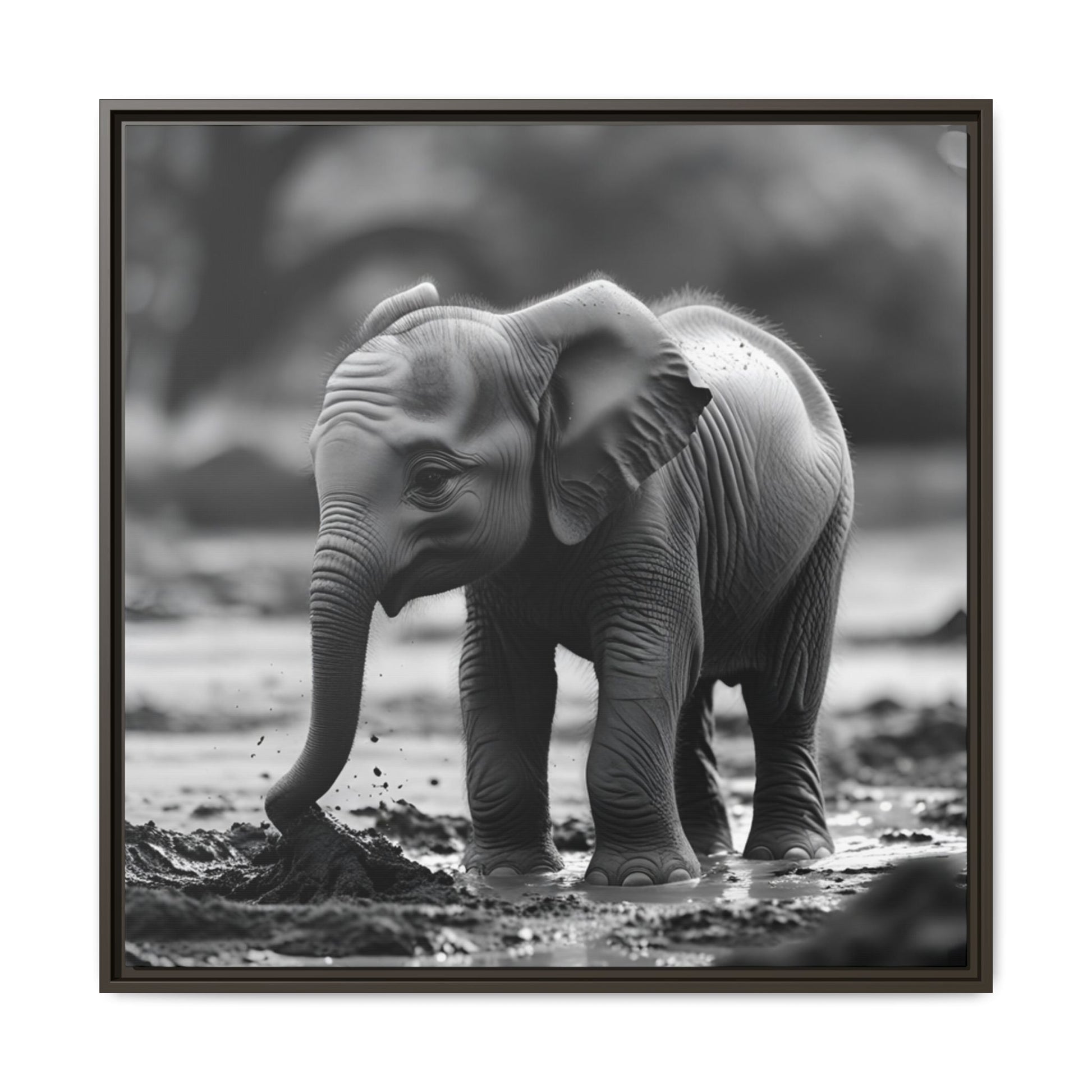 Black and white photo of a baby elephant playing in water