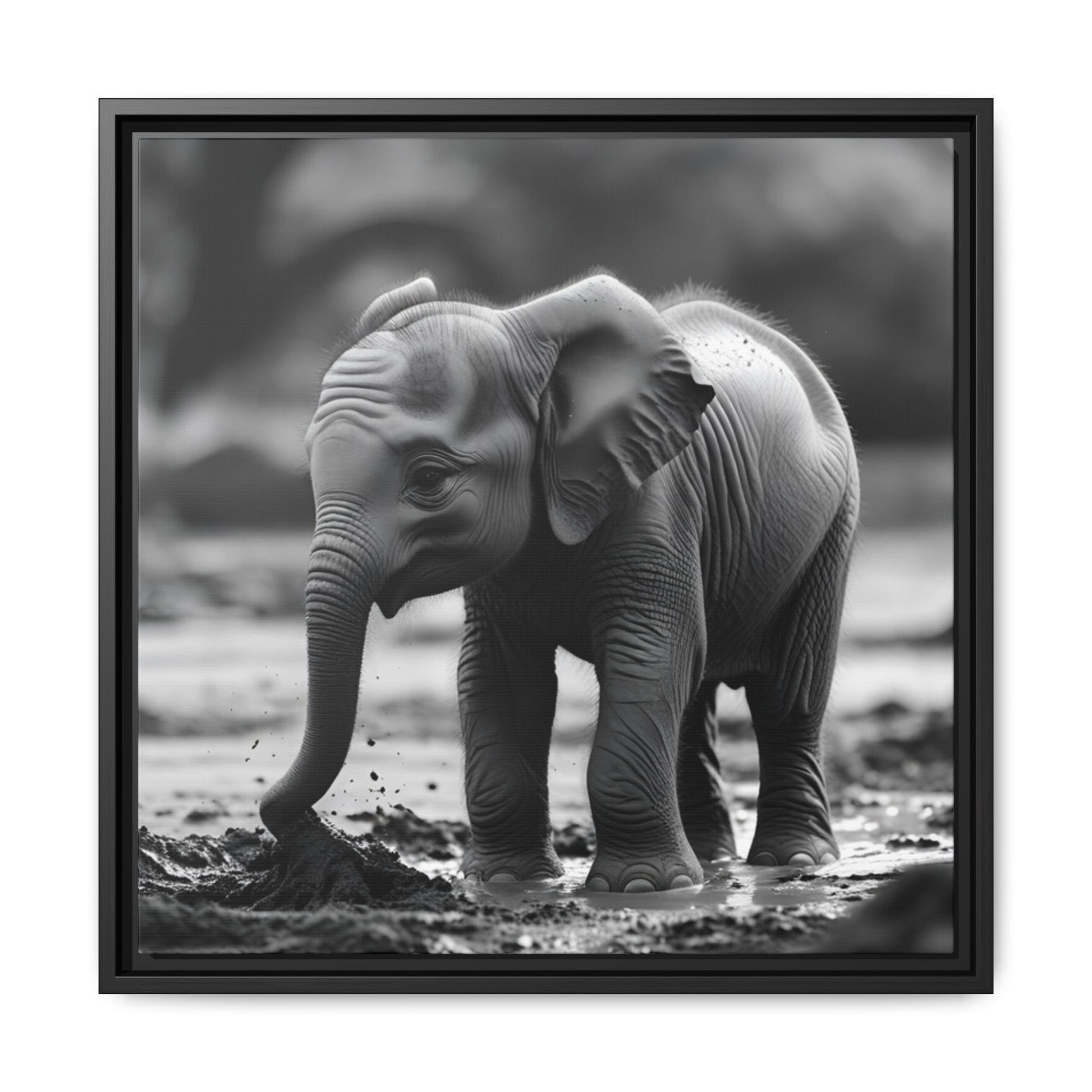 Black and white photo of a baby elephant playing in water