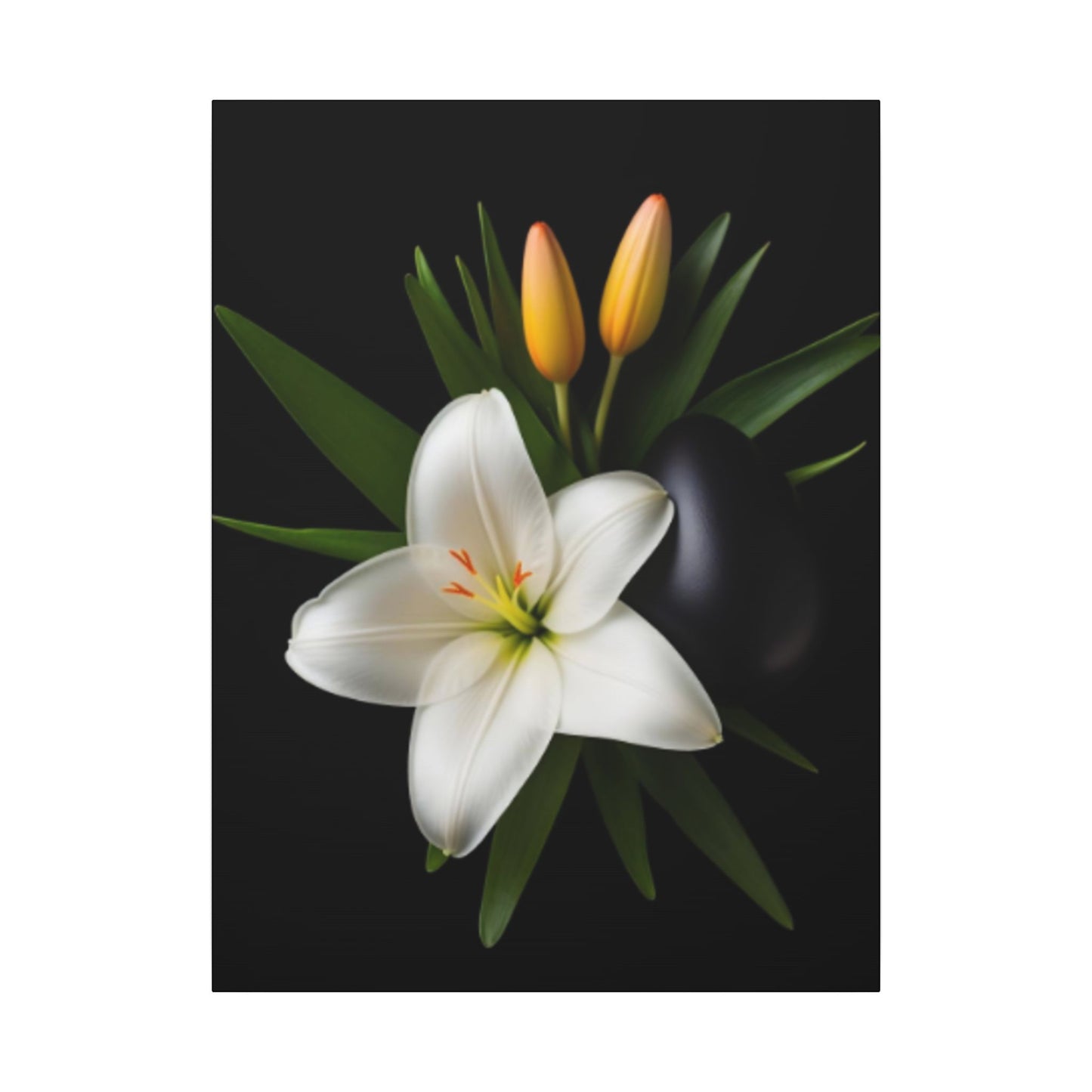 White lily flower with green leaves and two yellow buds on a black background