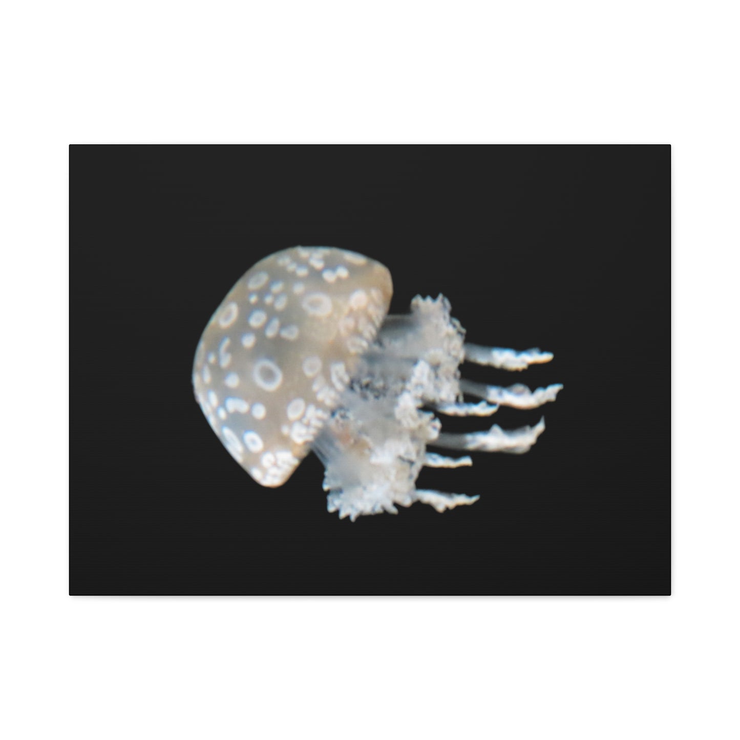 Moon Jellyfish Framed Canvas Wall Art – Coastal Ocean Decor Print