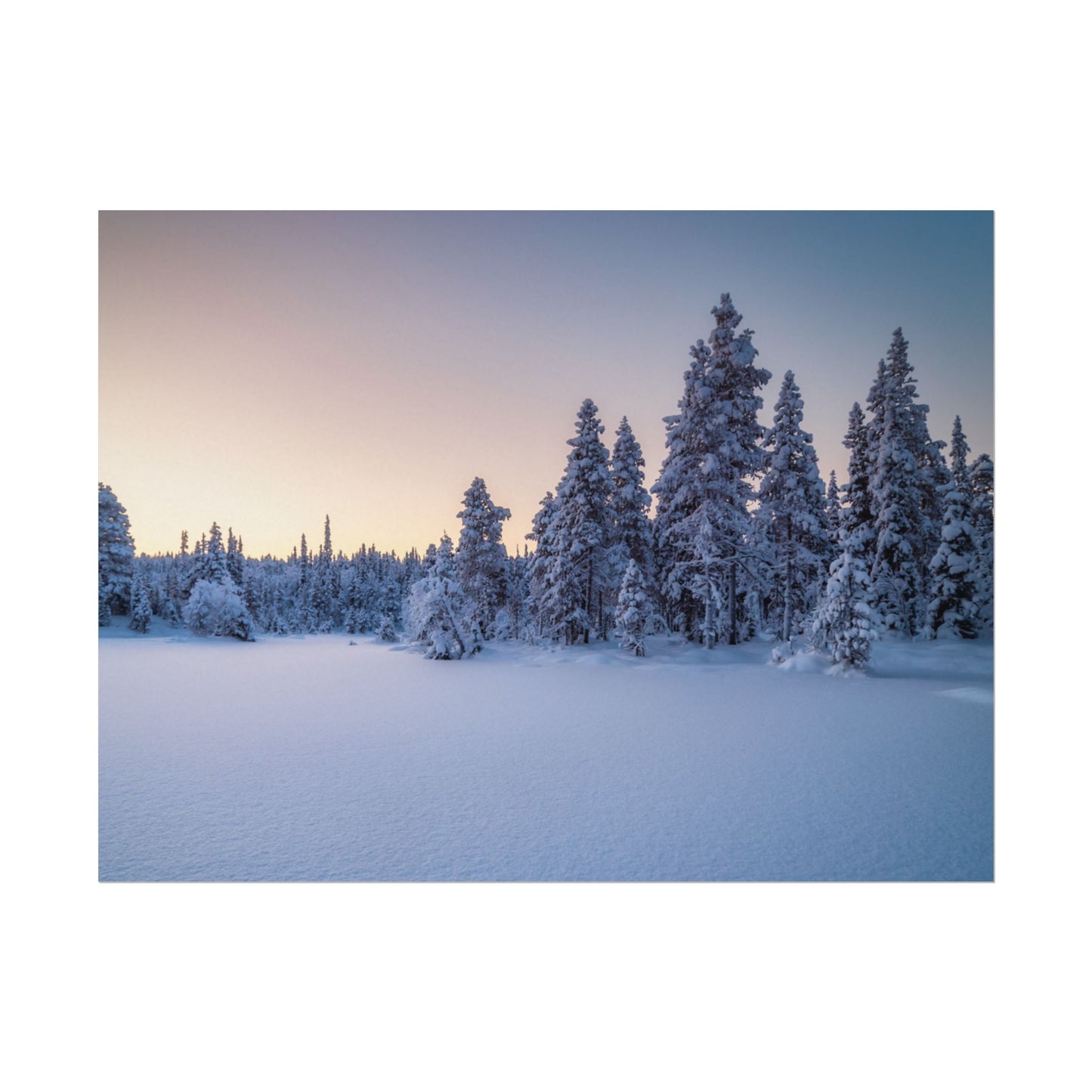 Snow-covered trees in a forest during twilight