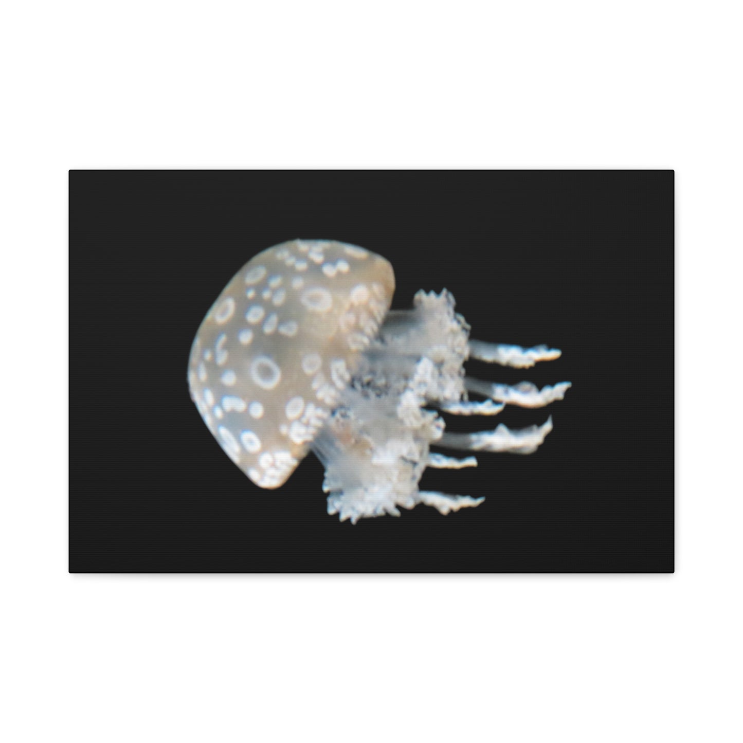 Jellyfish on a black background