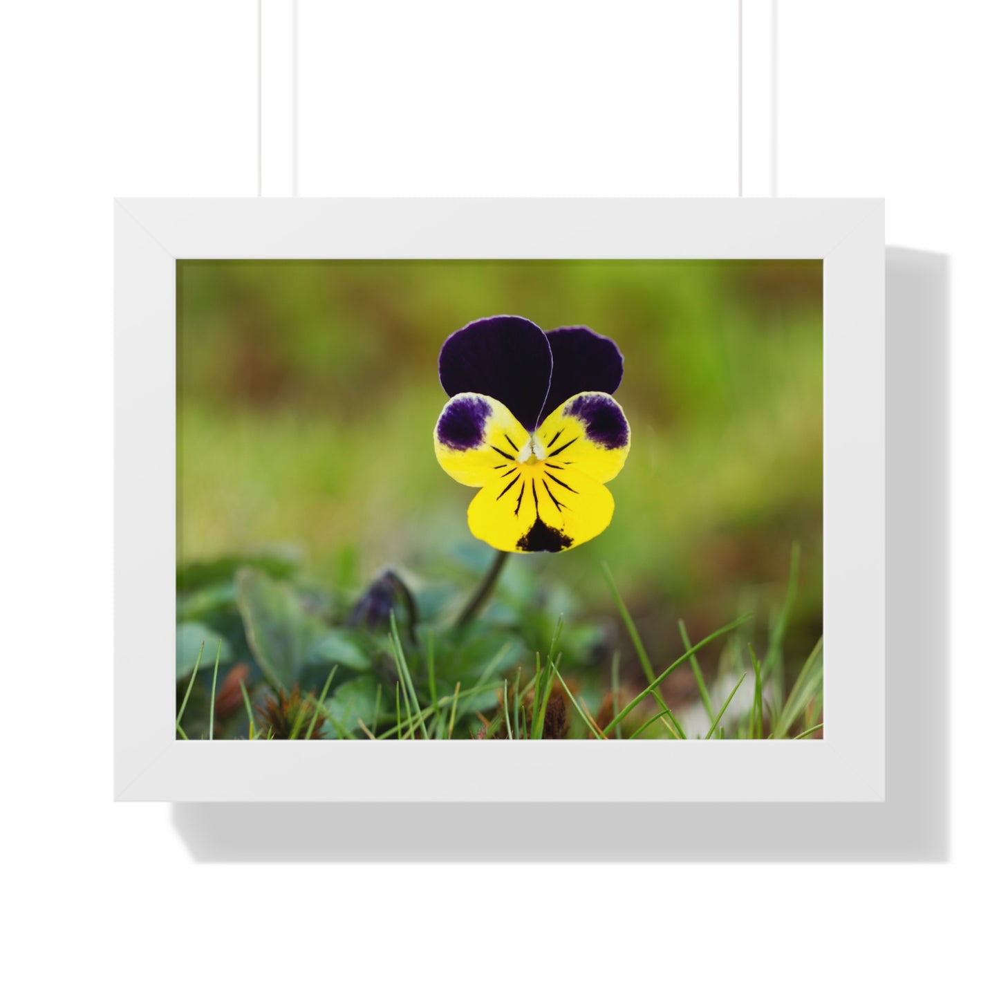 Framed Purple & Yellow Pansy Wall Art Poster | Botanical Floral Wall Decor