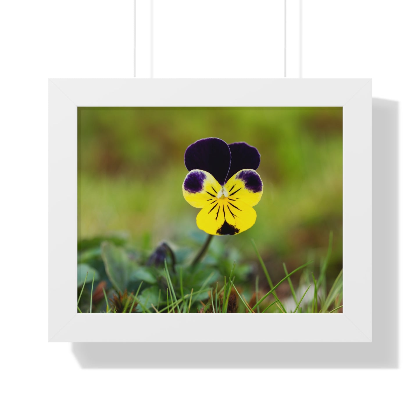 Framed Purple & Yellow Pansy Wall Art Poster | Botanical Floral Wall Decor