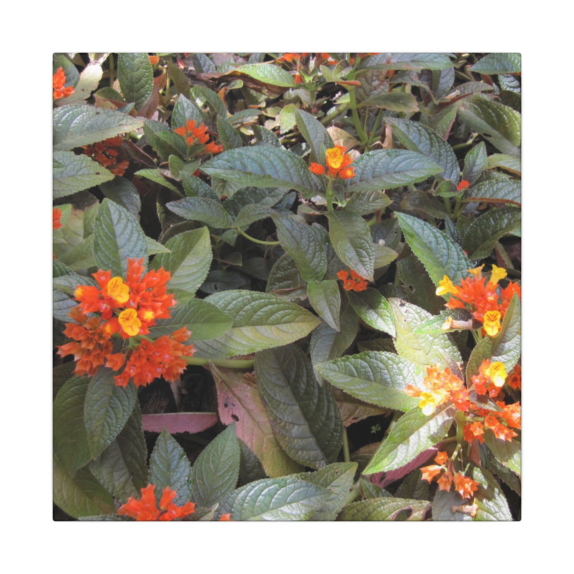 Close-up of a plant with orange and yellow flowers and green leaves.