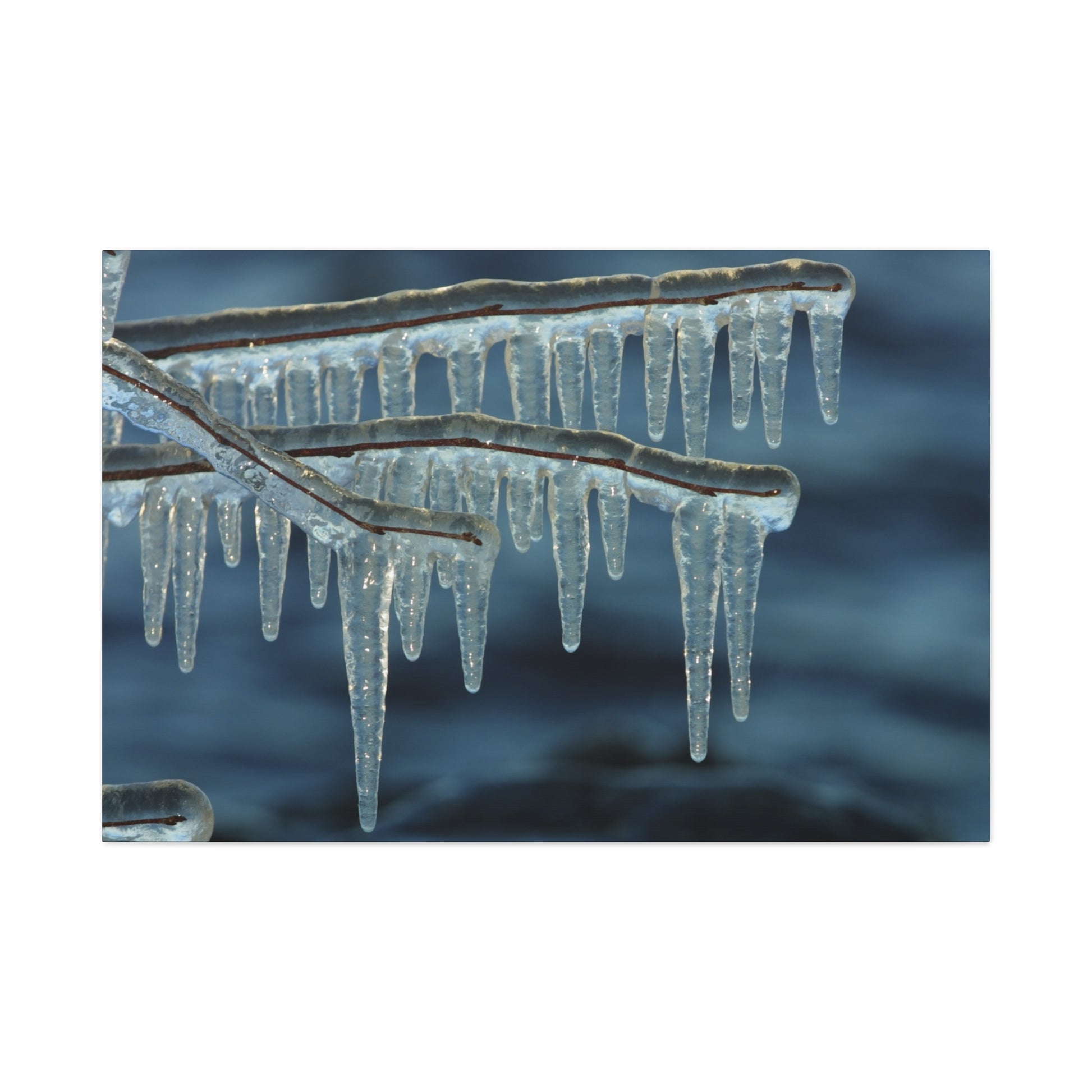 Icicles hanging from a branch against a dark blue sky