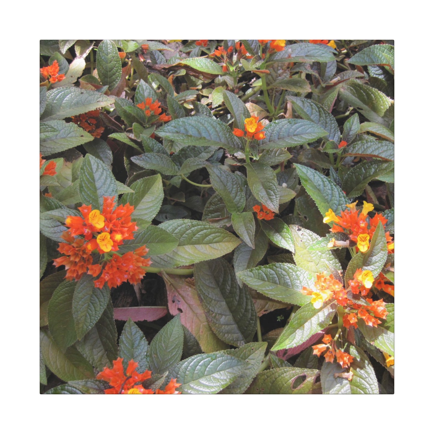 Close-up of green leaves with orange and yellow flowers