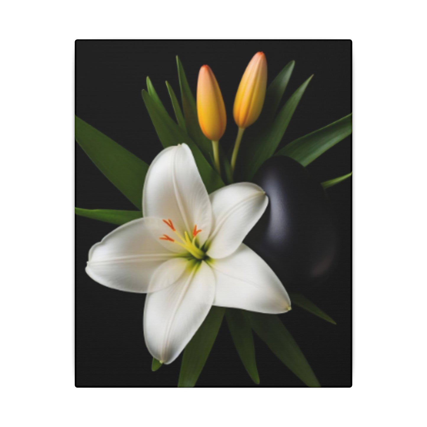 White lily with two yellow buds on a black background