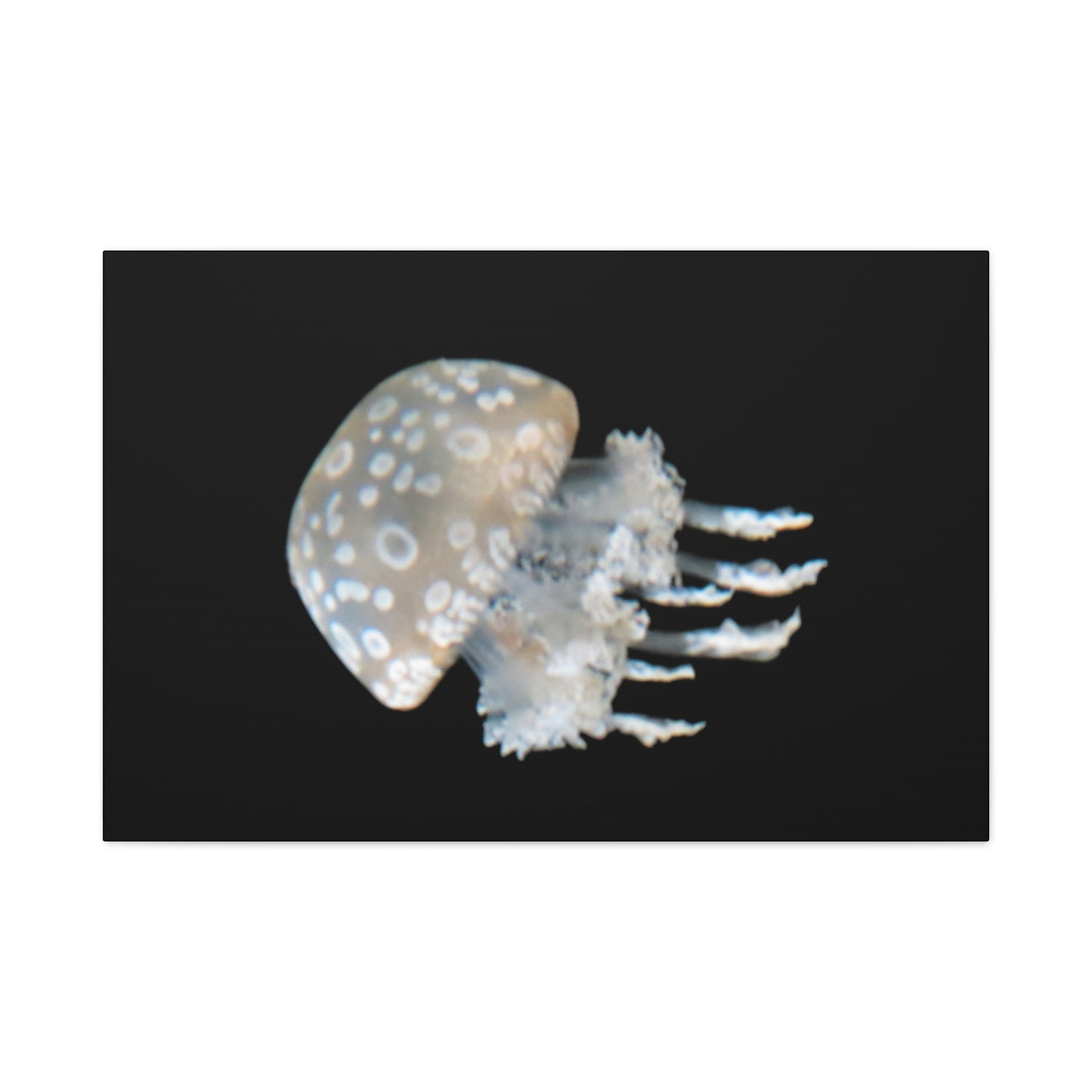 Jellyfish with white polka dot pattern on a black background