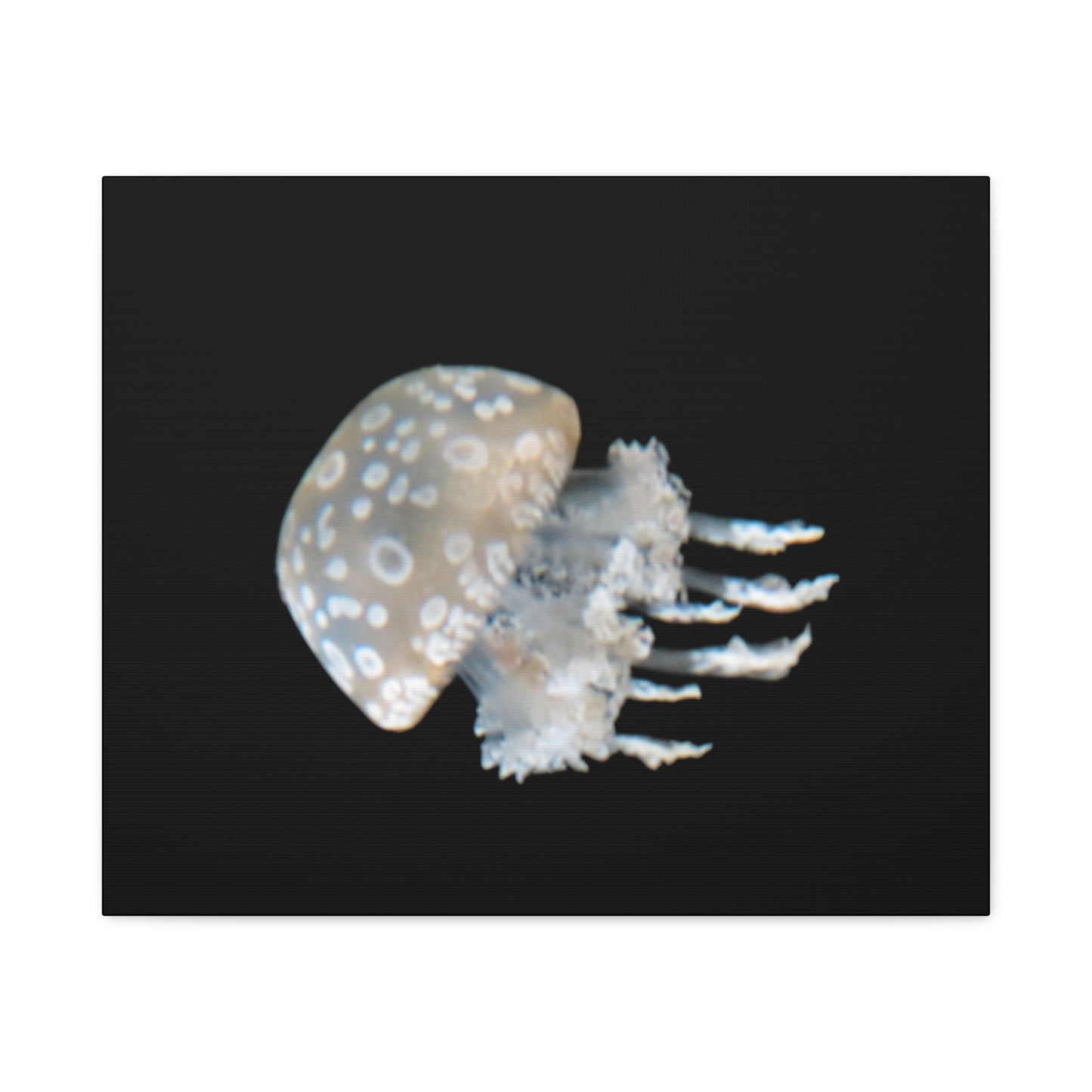 Jellyfish with white polka dot pattern on a black background