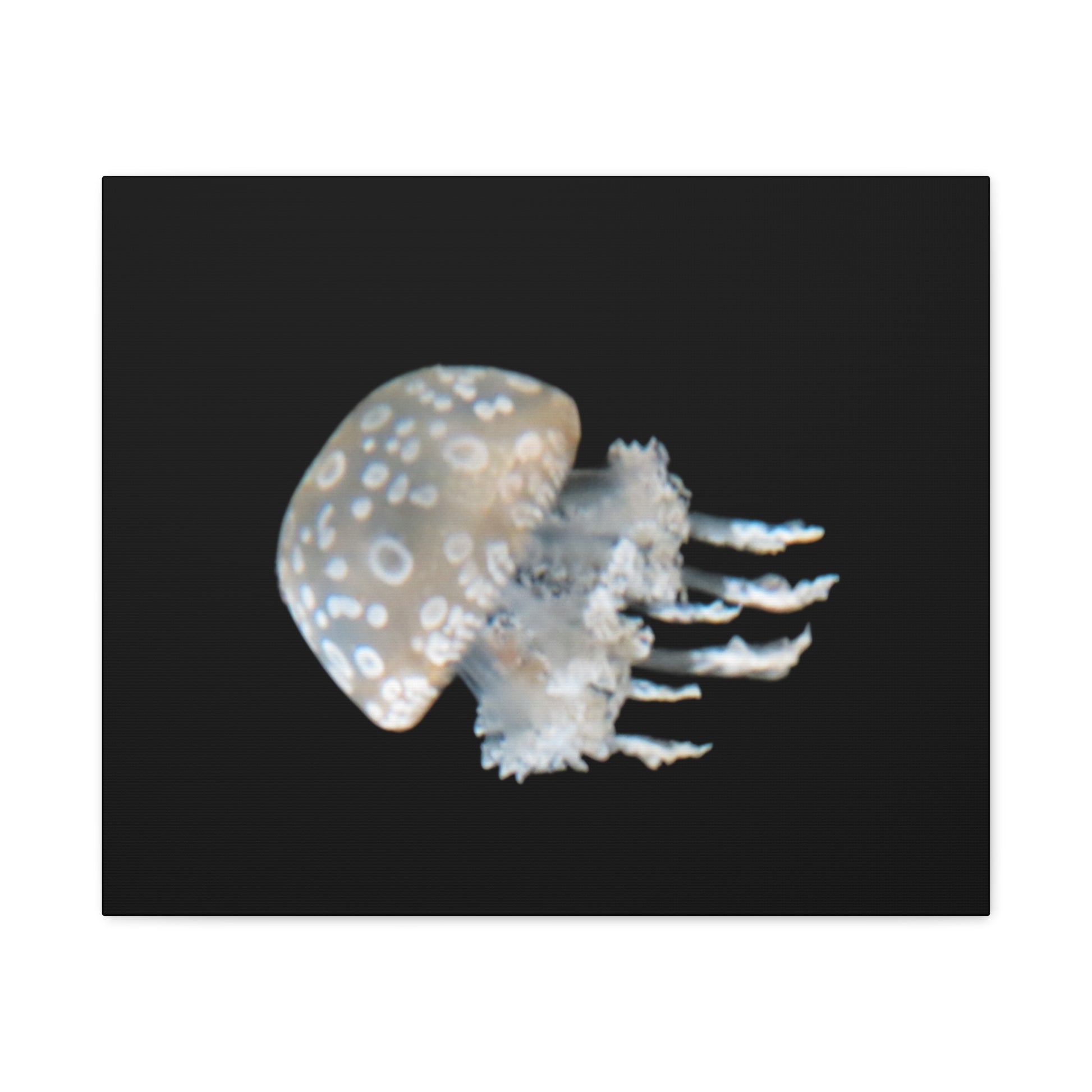 Jellyfish with white polka dot pattern on a black background