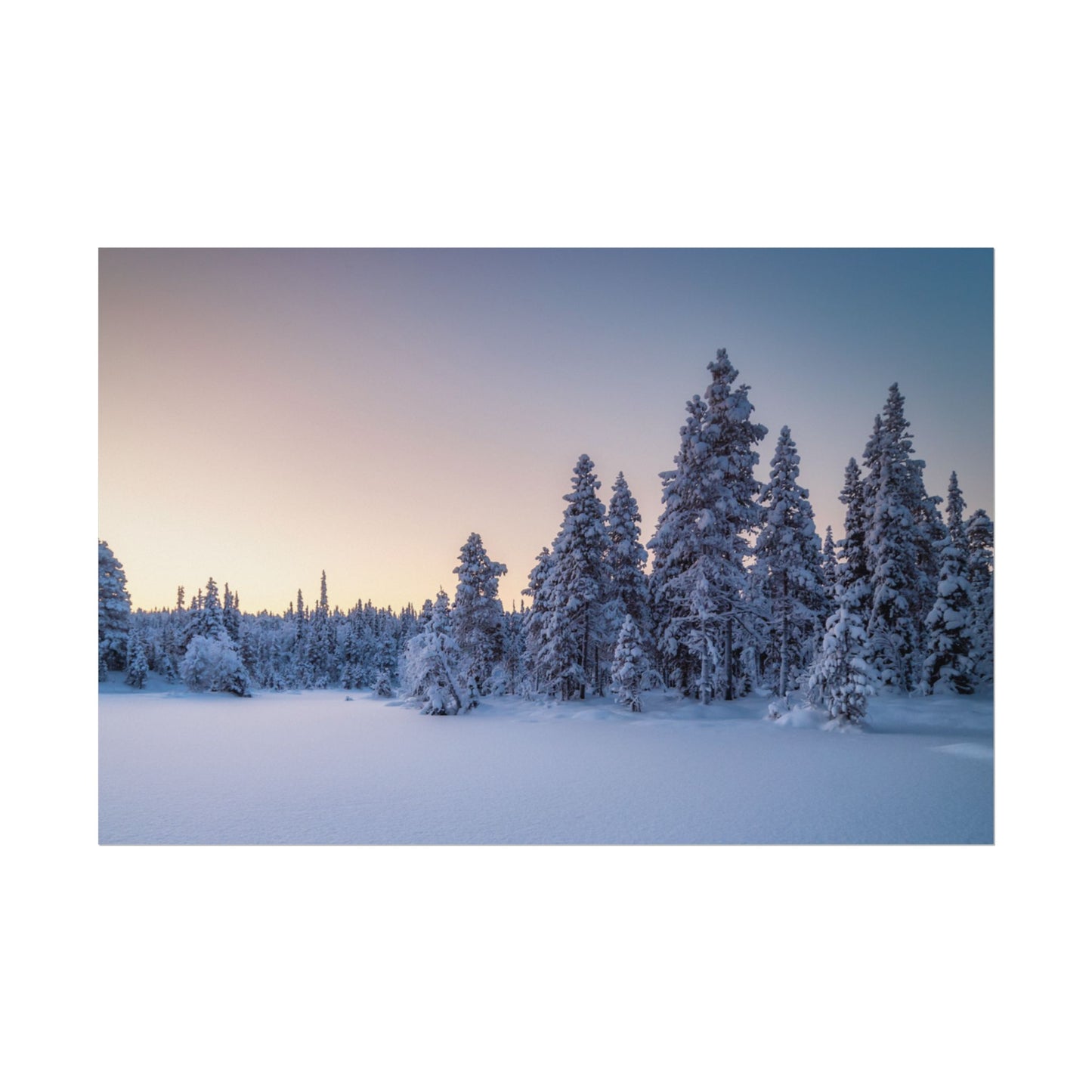 Snow-covered trees in a forest during twilight