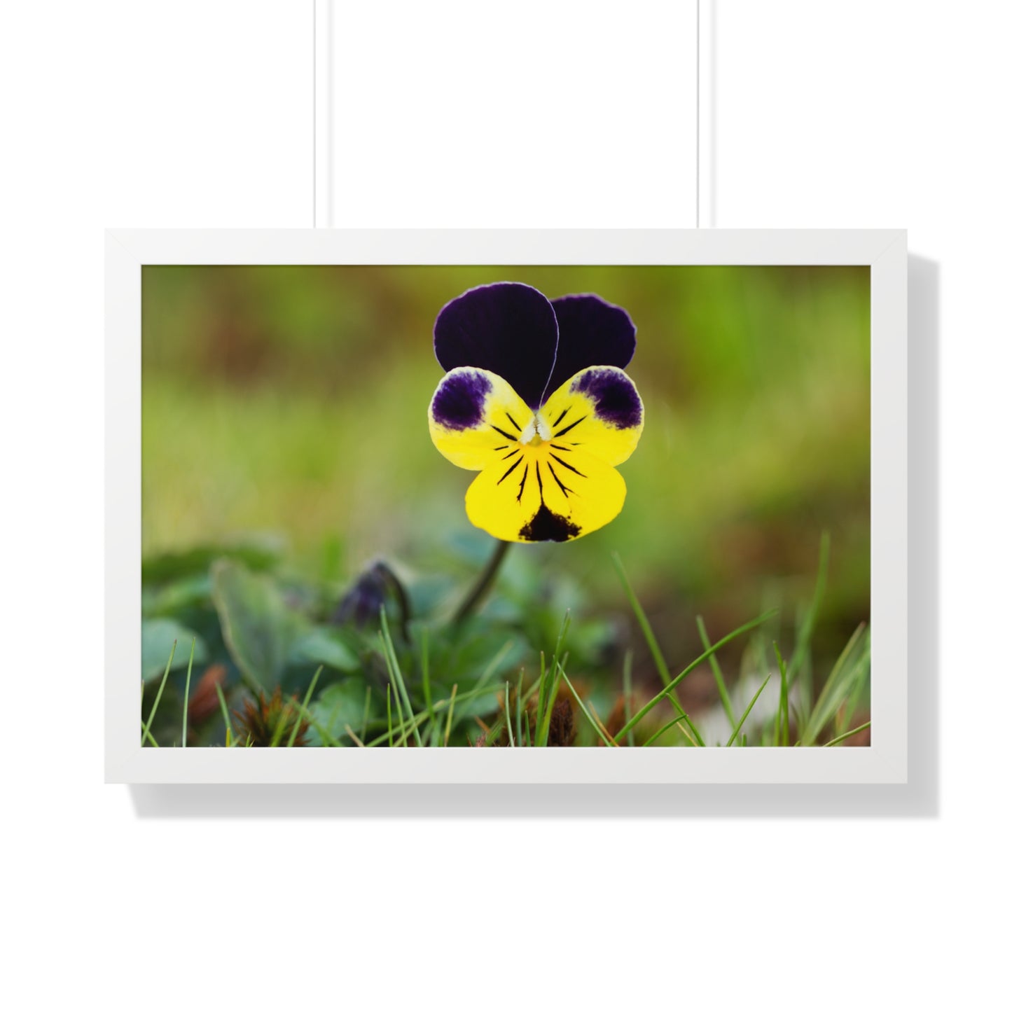 Framed Purple & Yellow Pansy Wall Art Poster | Botanical Floral Wall Decor