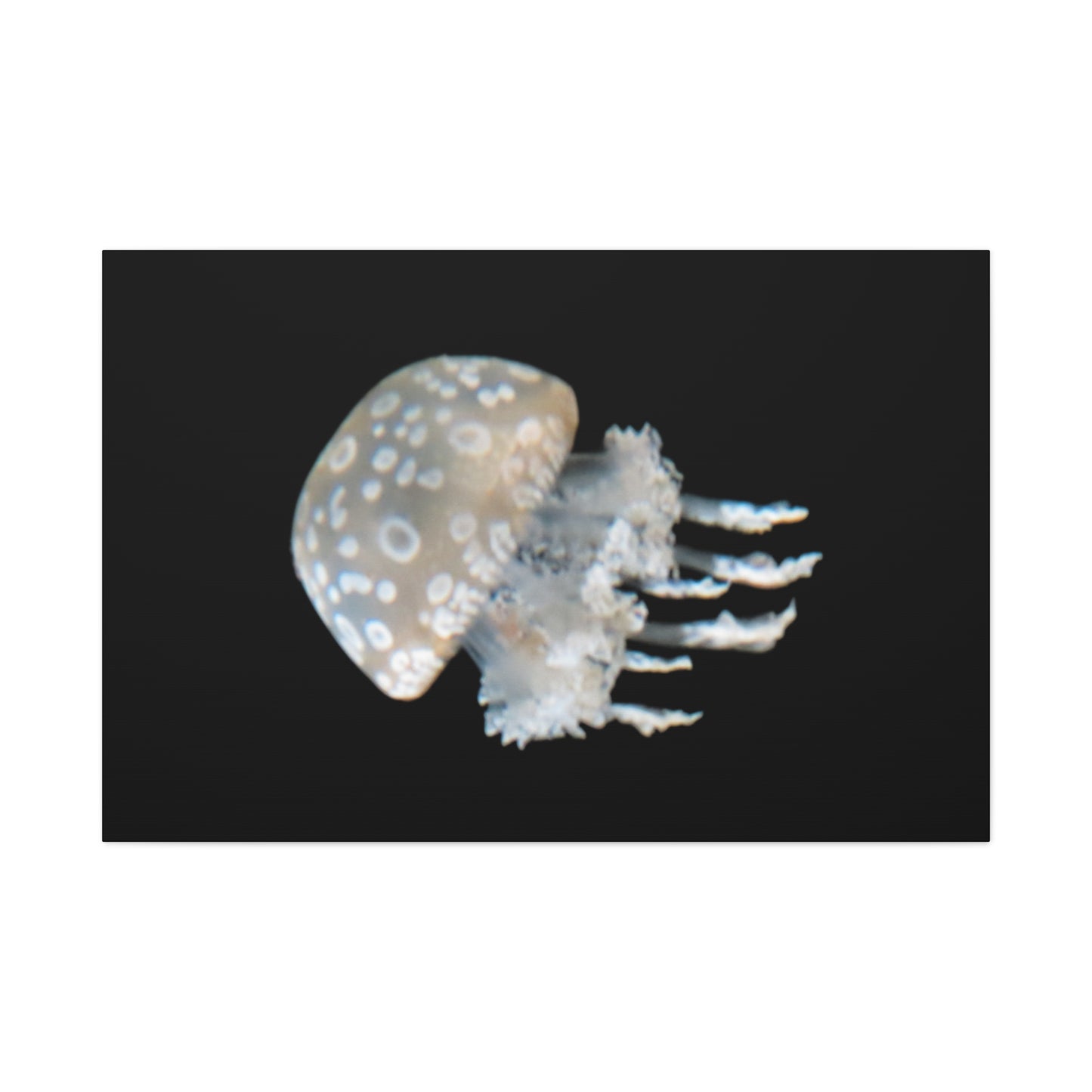 Jellyfish with spotted pattern on a black background