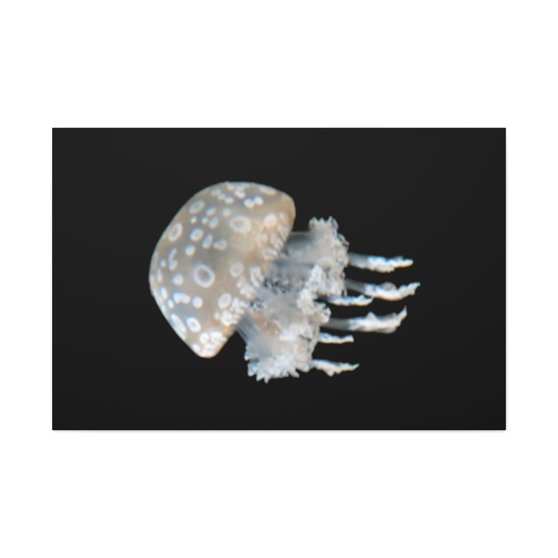 Jellyfish with spotted pattern on a black background
