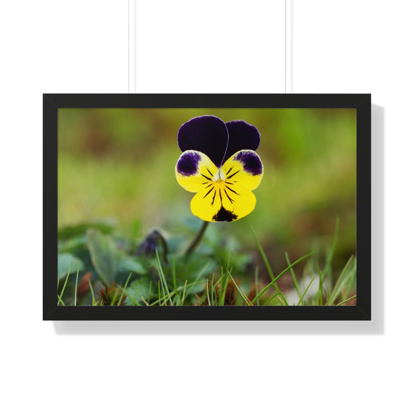 Framed Purple & Yellow Pansy Wall Art Poster | Botanical Floral Wall Decor
