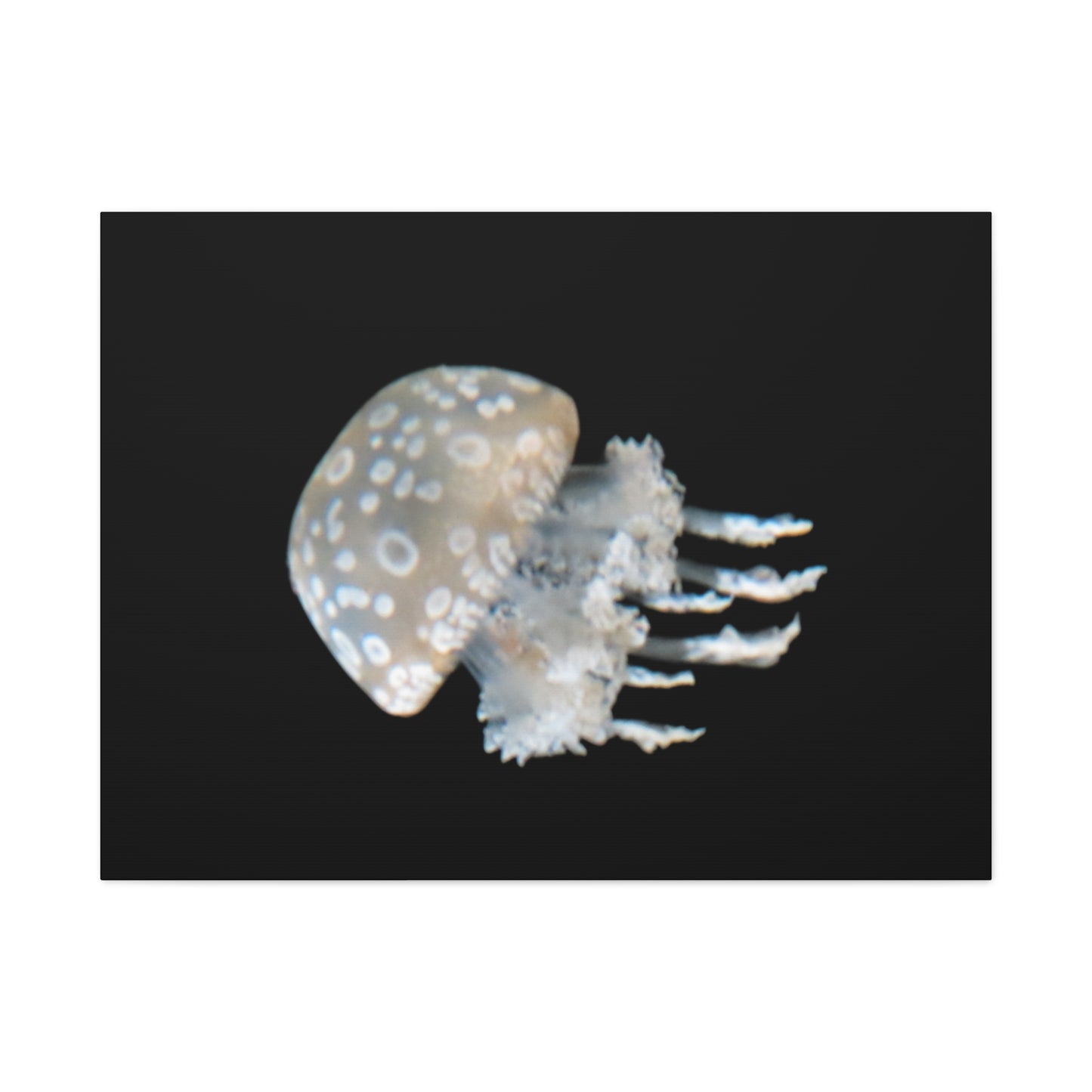 Jellyfish on a black background