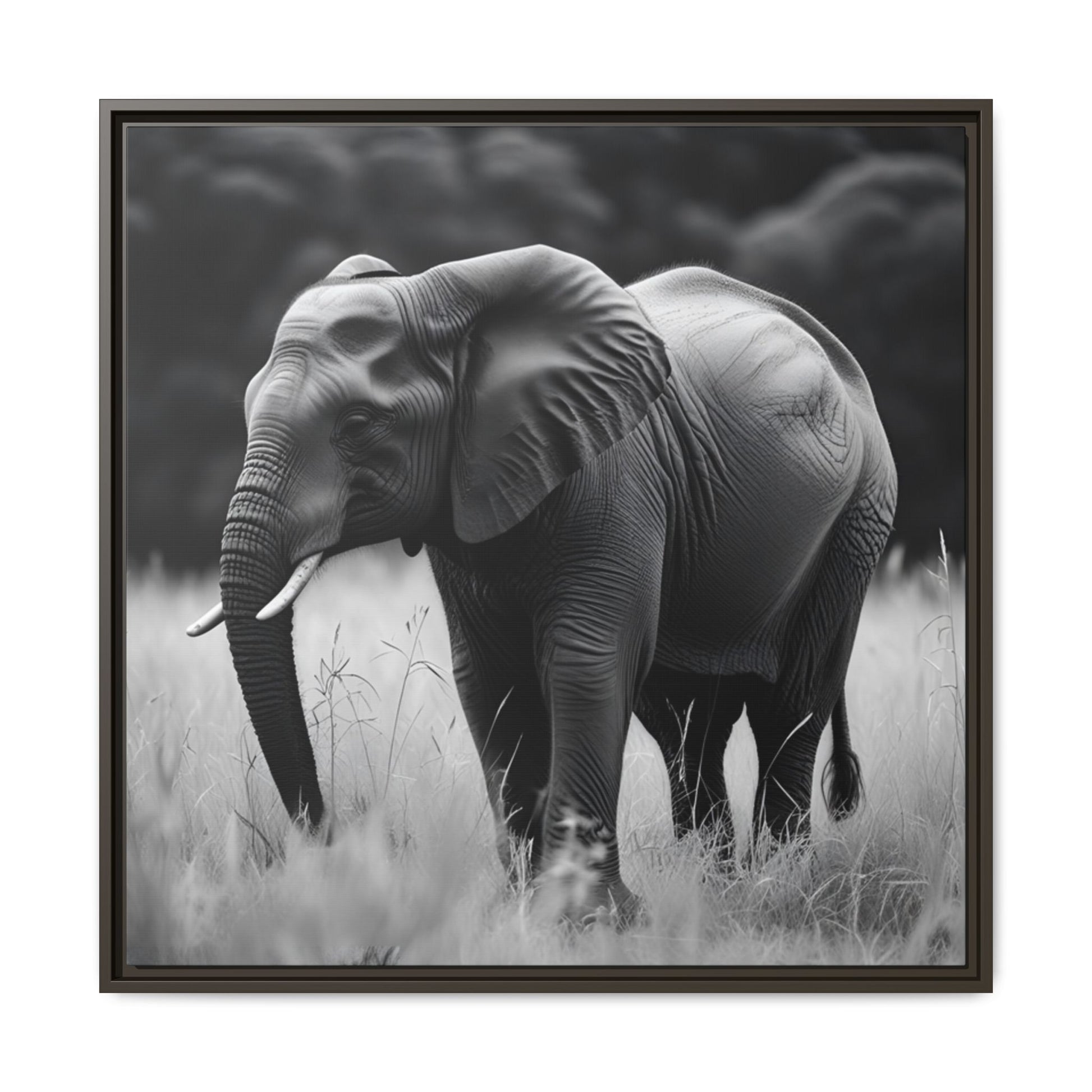 Framed black and white photograph of an elephant in a natural setting