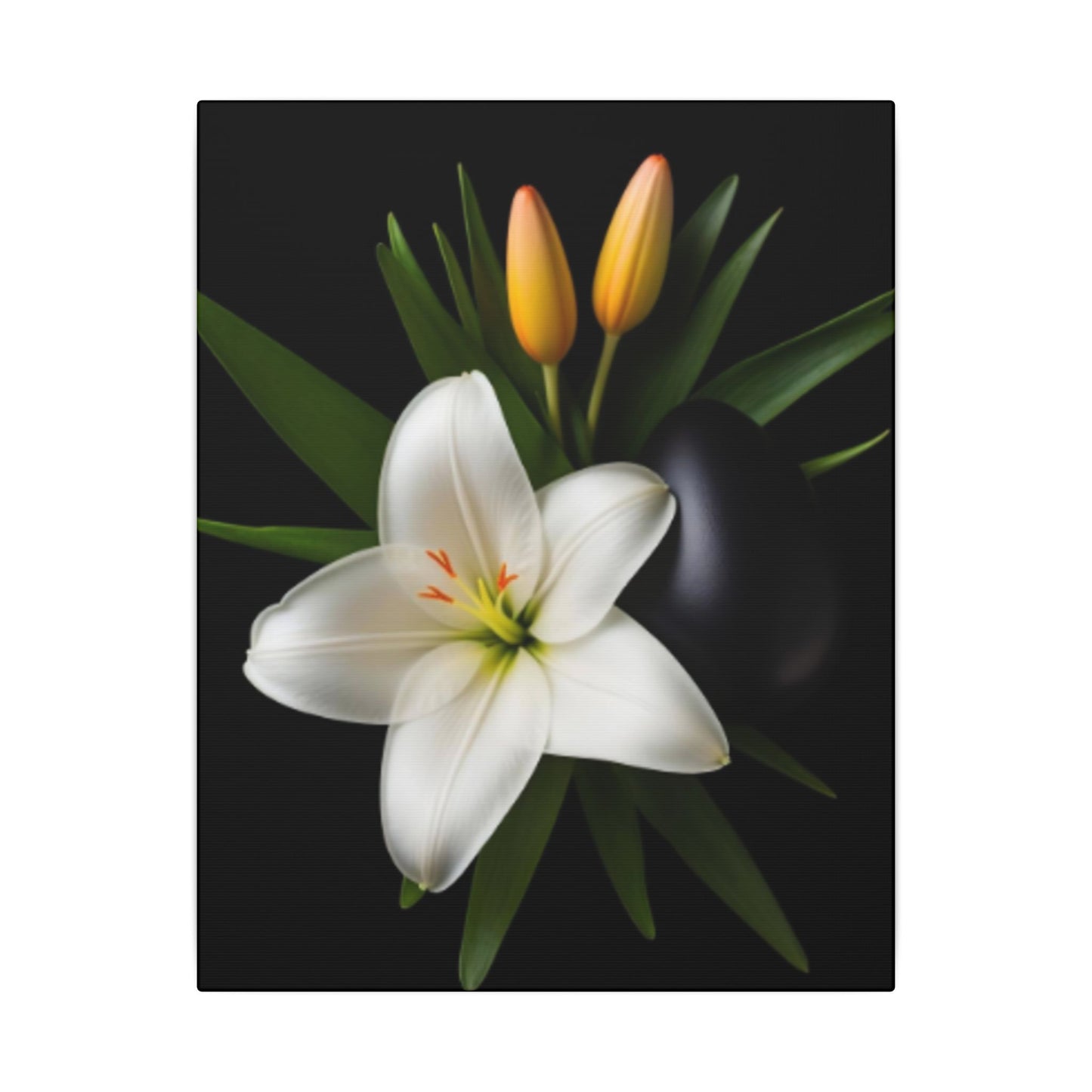 White lily with green leaves and two yellow buds on a black background