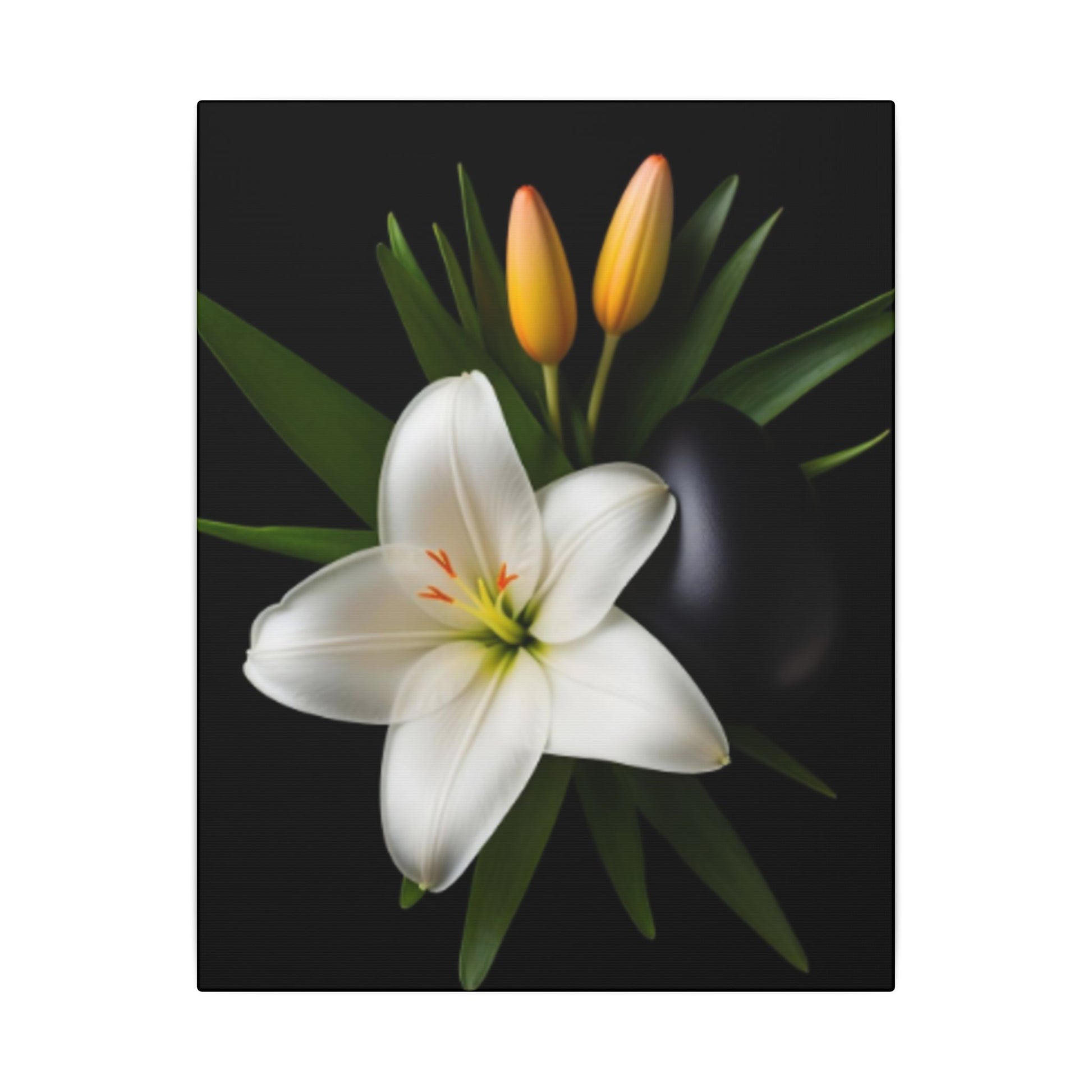 White lily with green leaves and two yellow buds on a black background