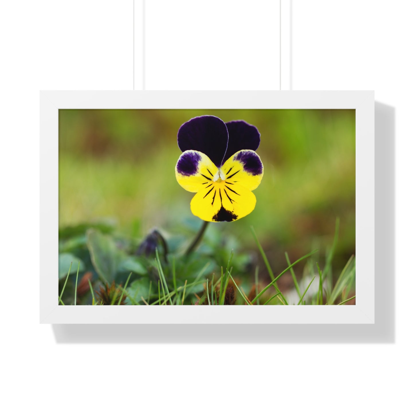 Framed Purple & Yellow Pansy Wall Art Poster | Botanical Floral Wall Decor