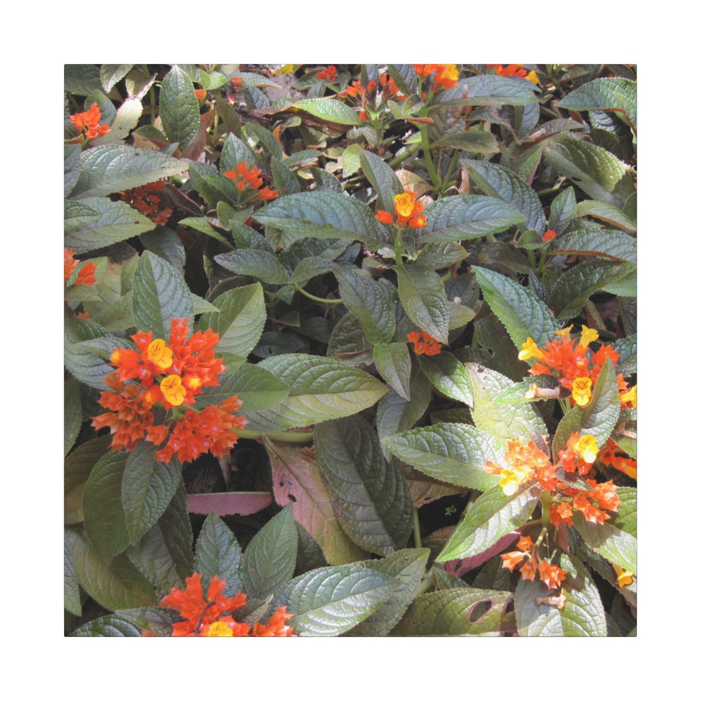 Close-up of green leaves with orange and yellow flowers