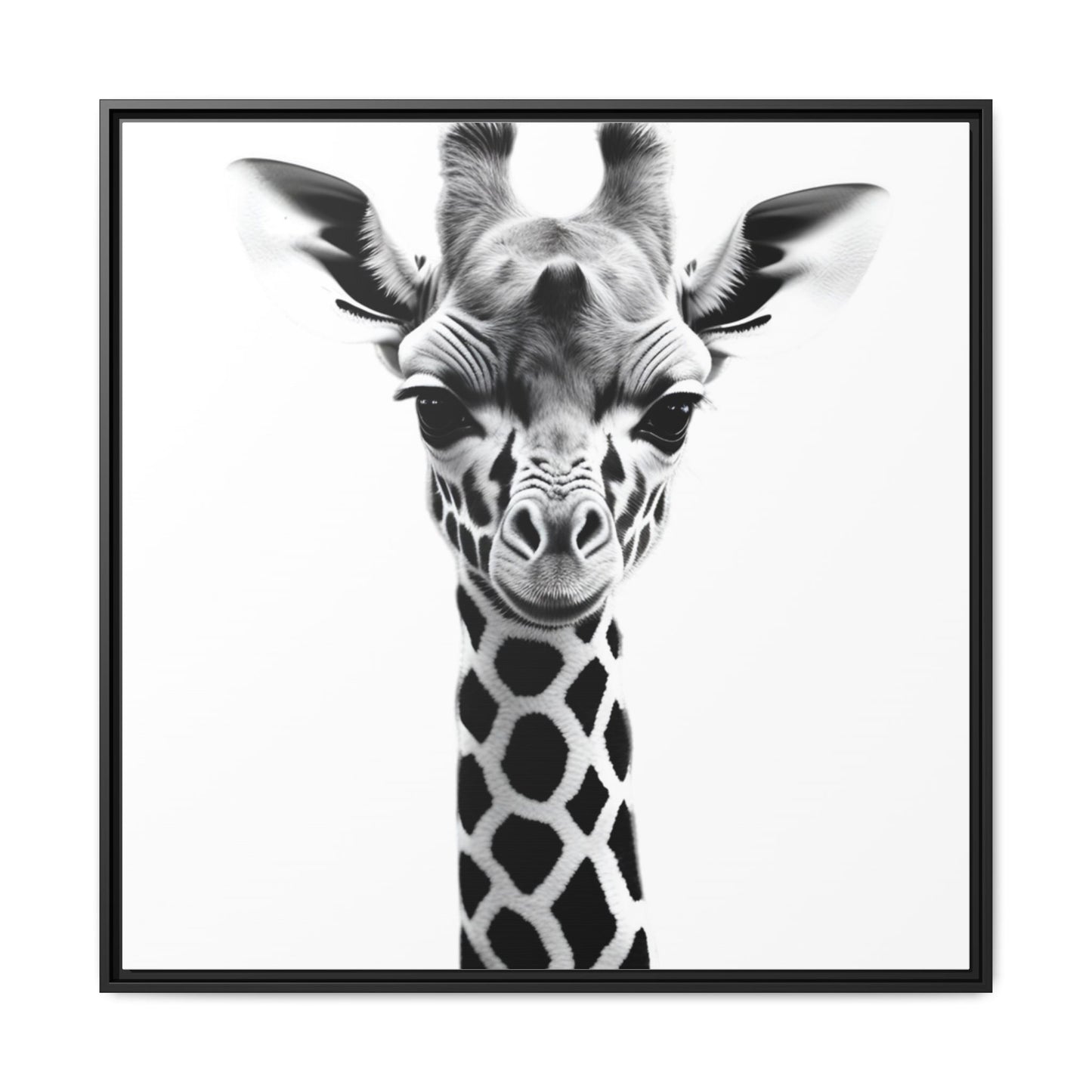 Baby Giraffe Wall Art Black & White Wildlife Photography Print, Cute Giraffe Lover Gift