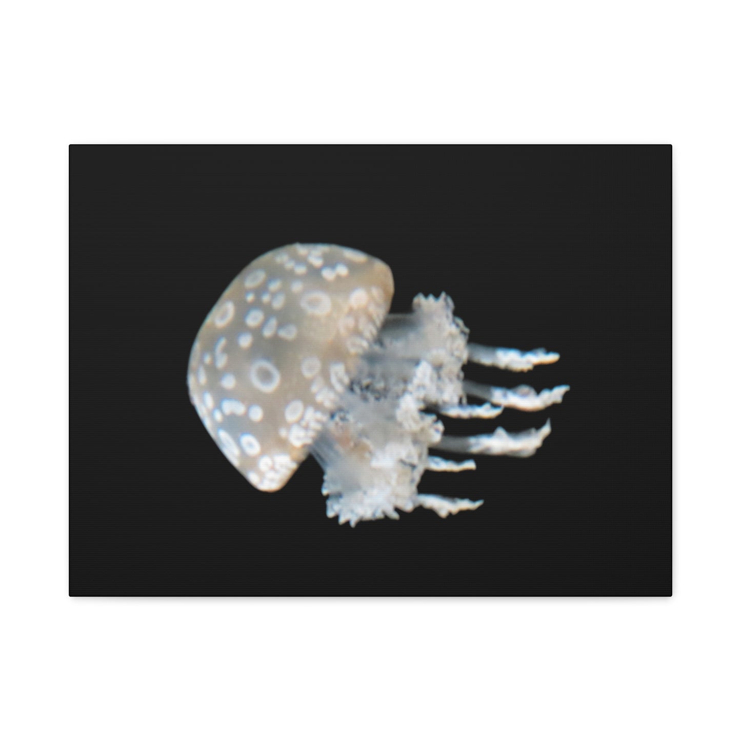 Jellyfish with spotted pattern on a black background