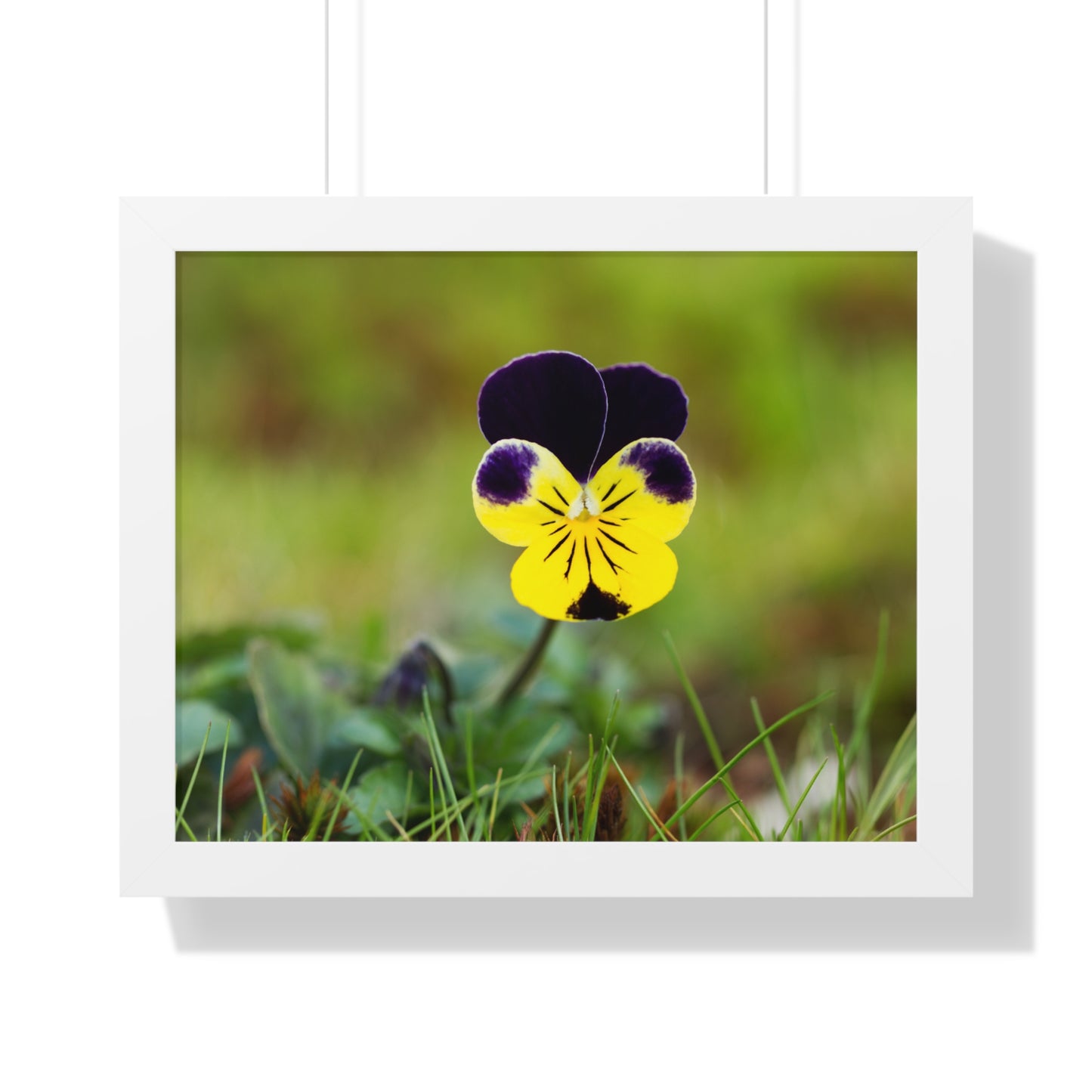 Framed Purple & Yellow Pansy Wall Art Poster | Botanical Floral Wall Decor