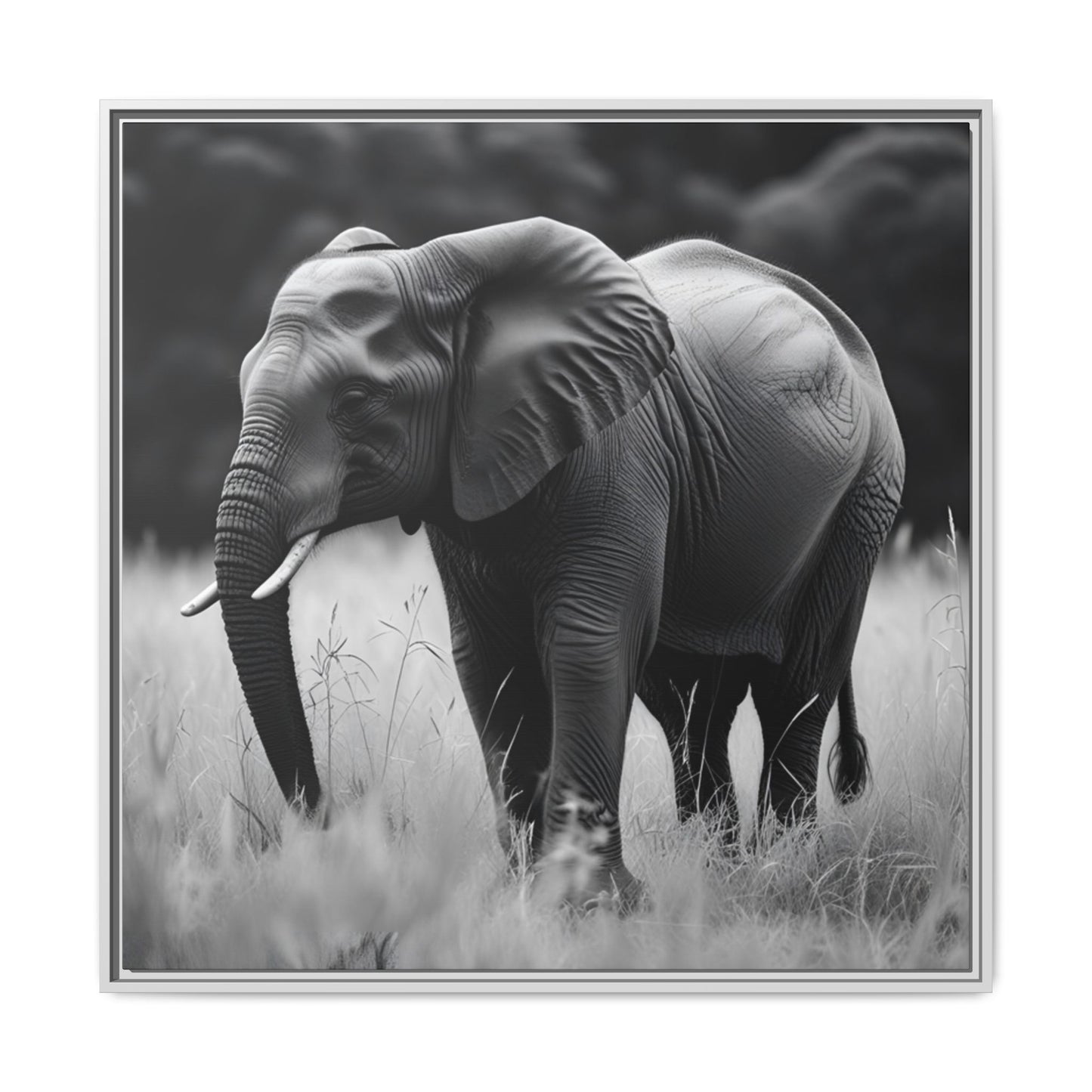 Black and white photo of an elephant in a grassy field