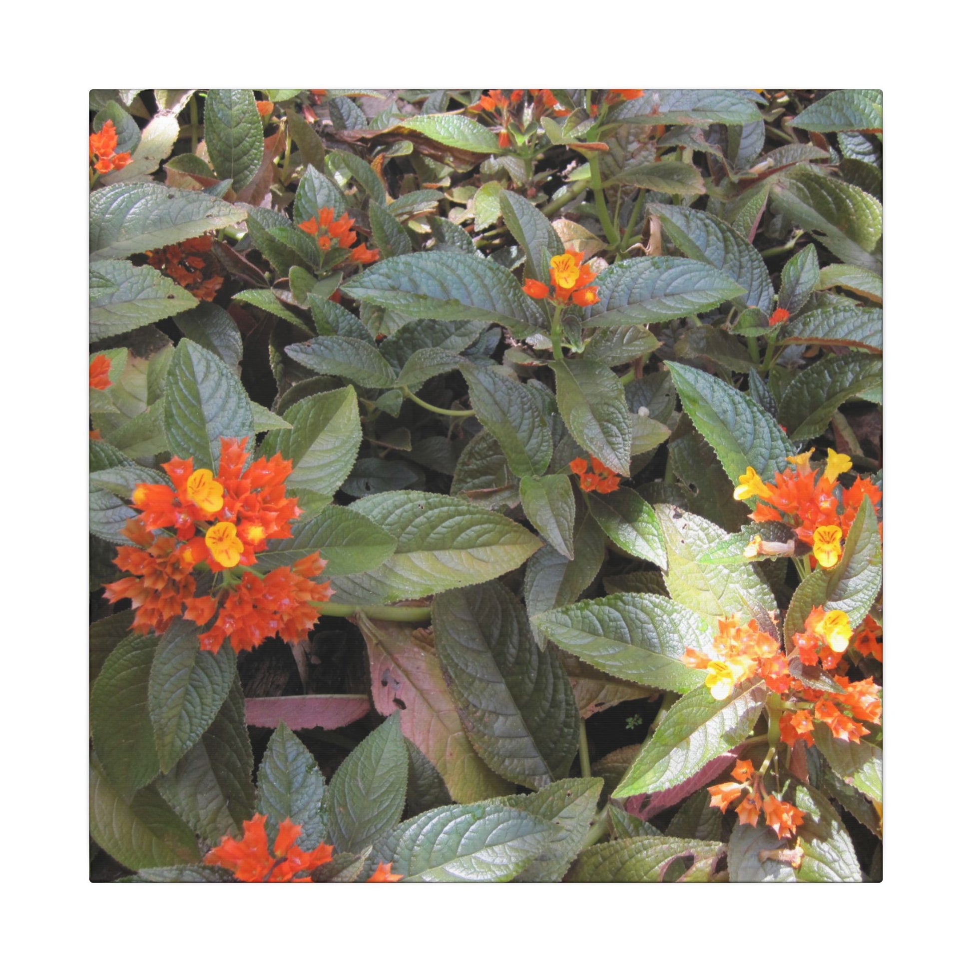 Caribbean flower art
