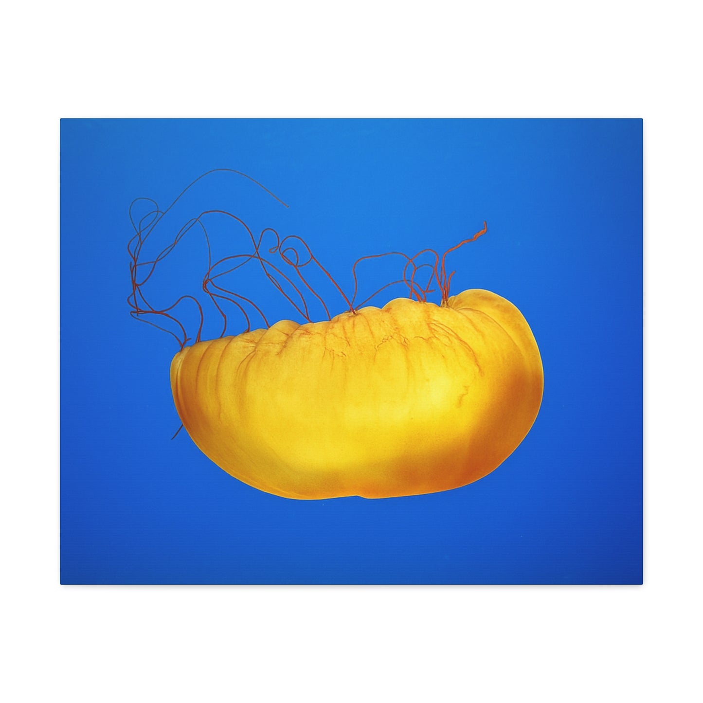 Golden Jellyfish Canvas Wall Art | Ocean Photography Print | Coastal Home Decor | Marine Life Artwork | Blue Sea Jellyfish Poster 1.25"