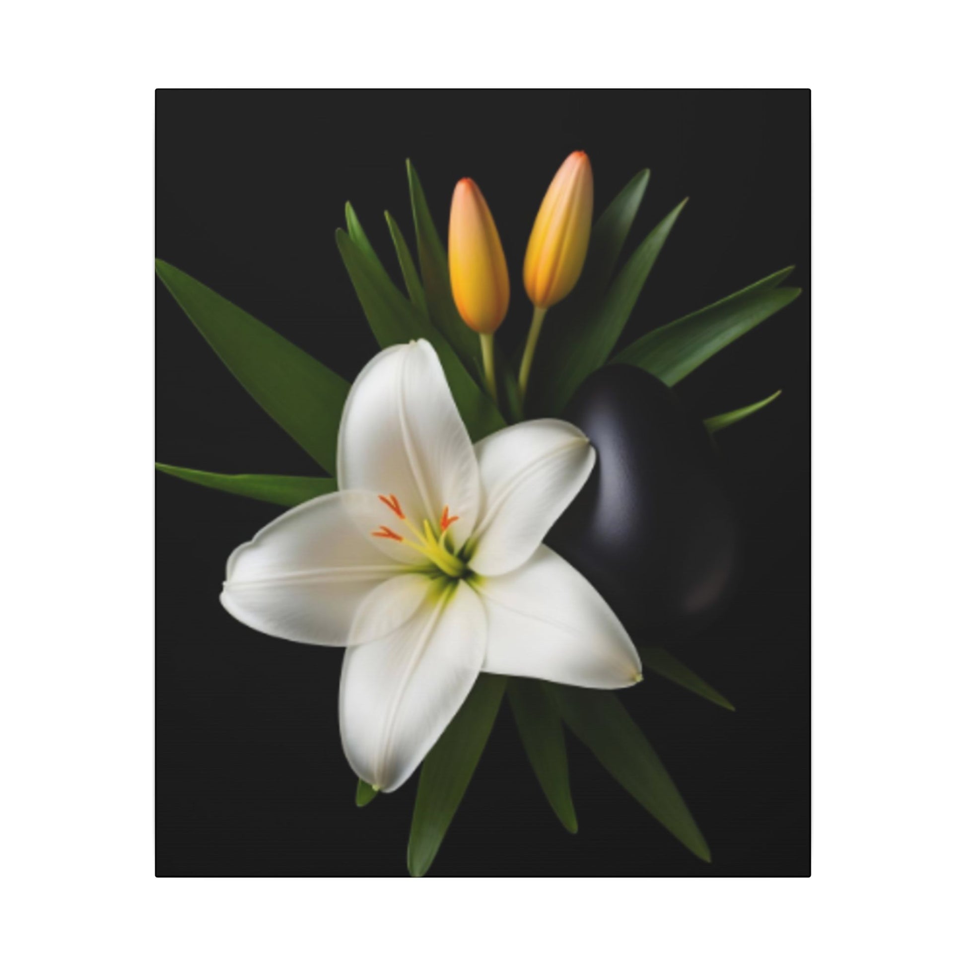 White lily flower with green leaves and yellow buds on a black background