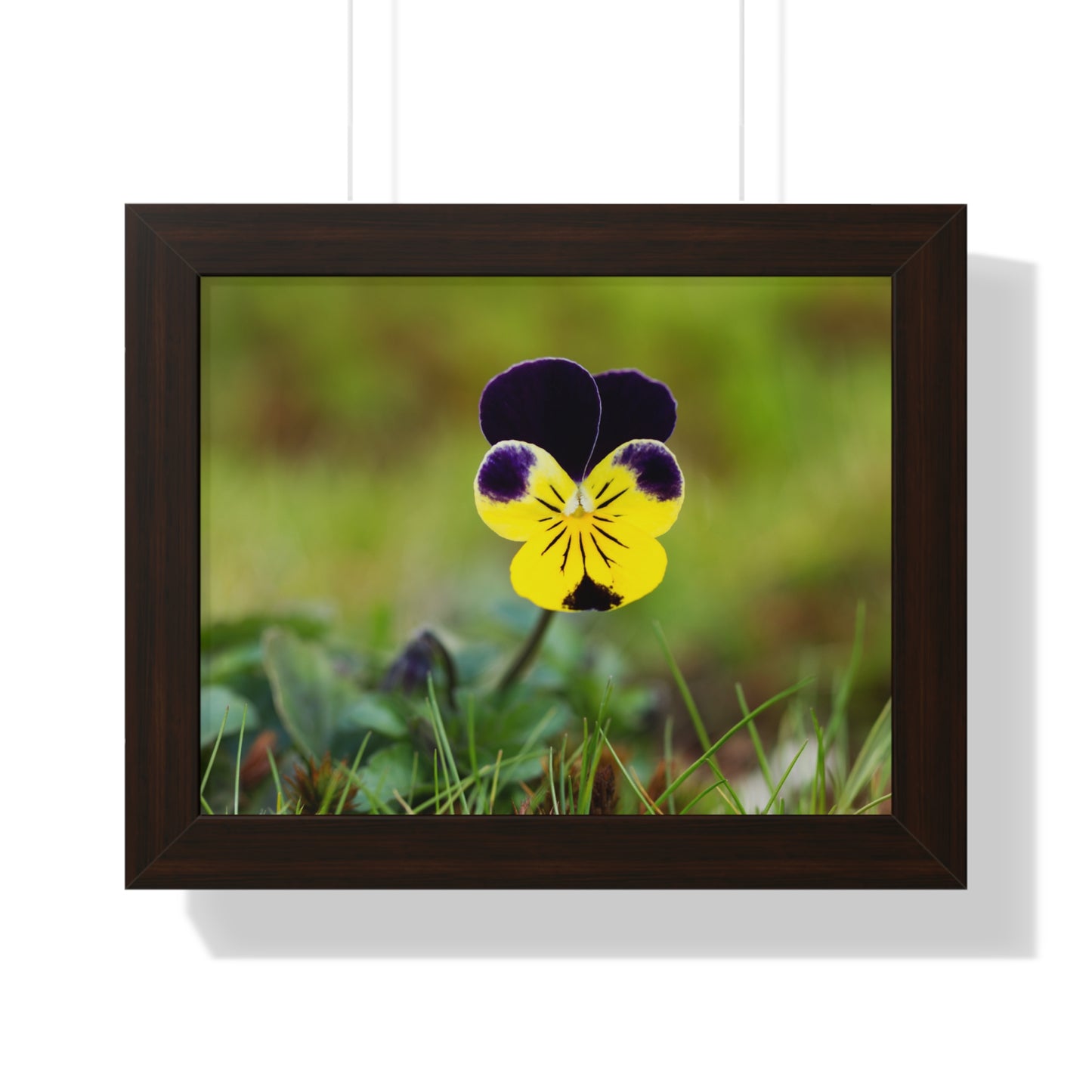 Framed Purple & Yellow Pansy Wall Art Poster | Botanical Floral Wall Decor