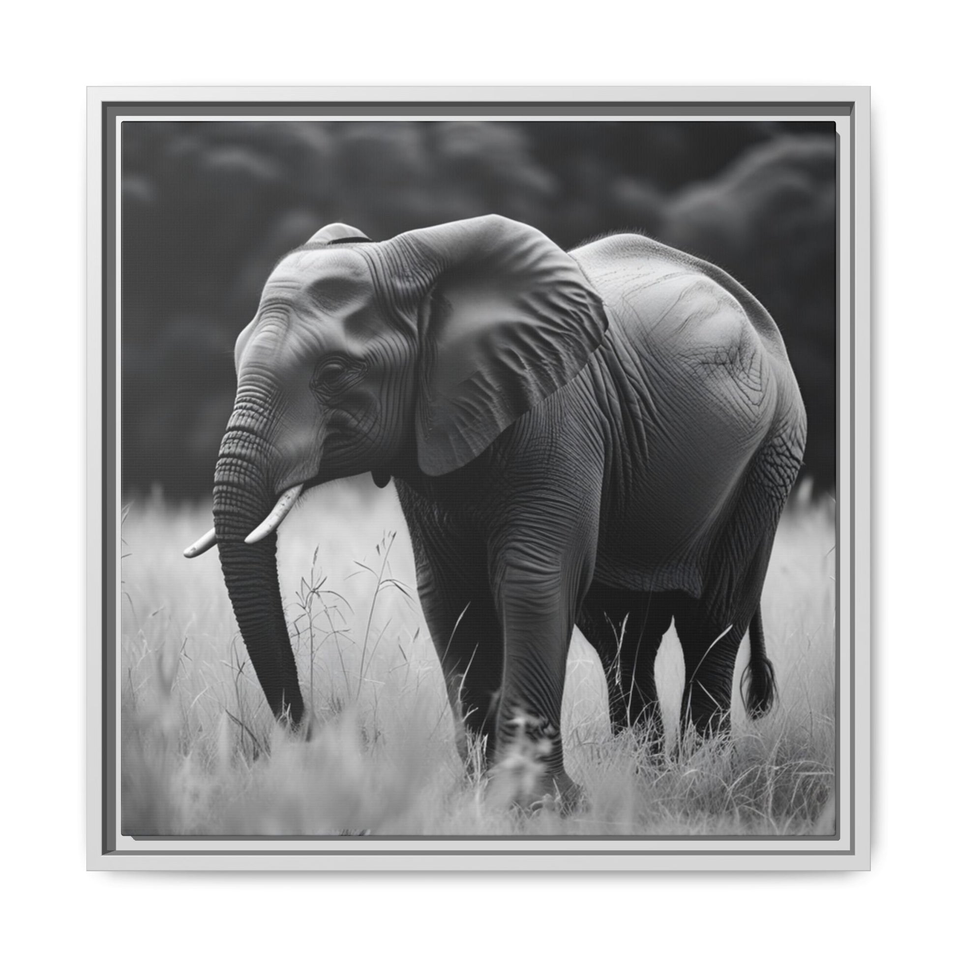 Black and white photo of an elephant in a grassy field with a blurred background