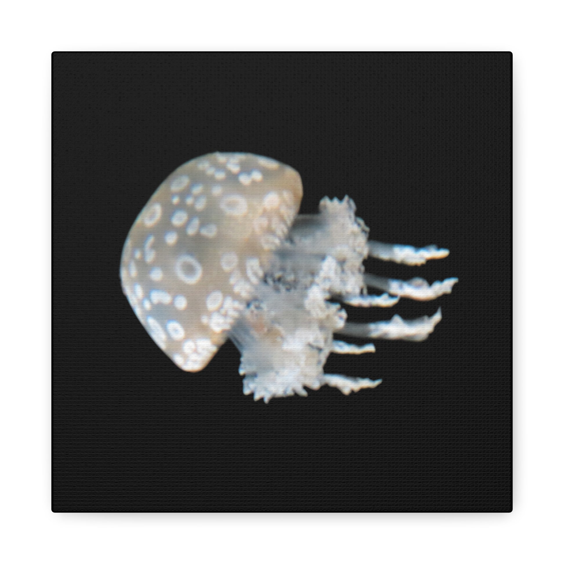Jellyfish on a black background