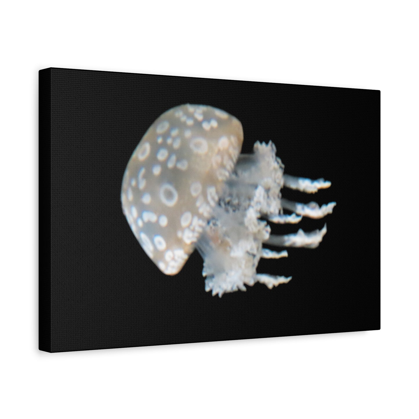 Canvas print of a jellyfish on a black background