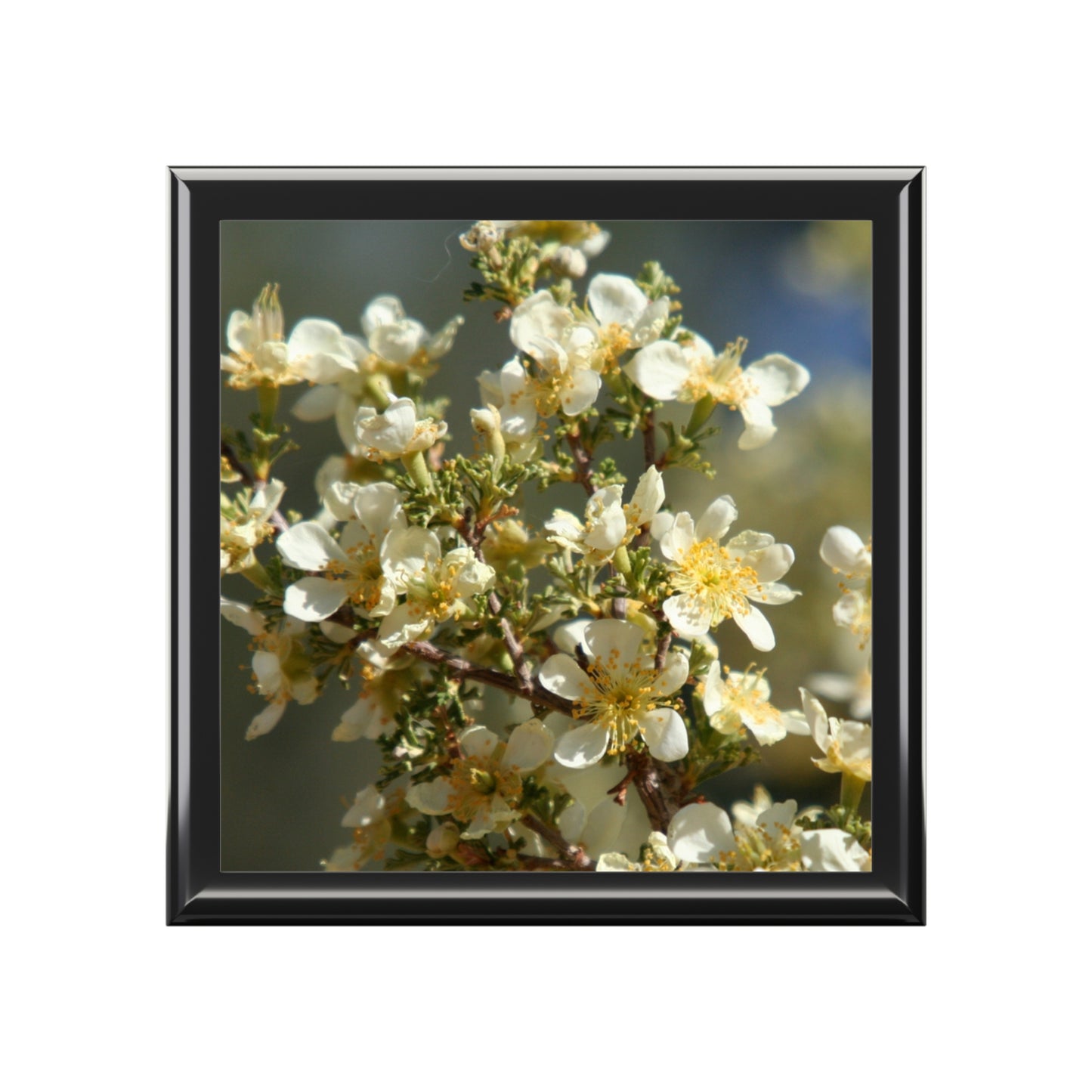 Framed picture of a white flower branch on a white background