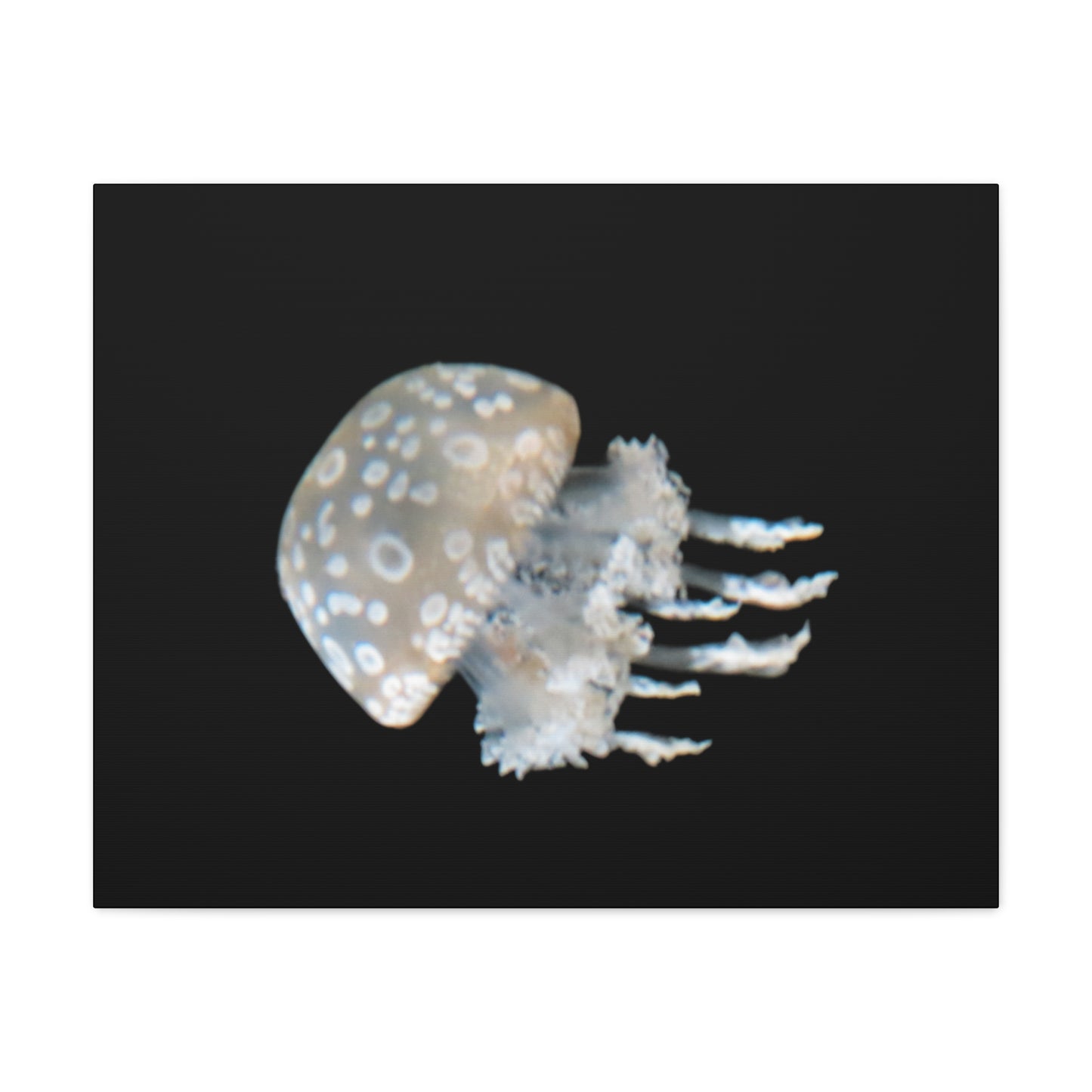 Jellyfish with spotted pattern on a black background