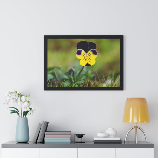 Framed Purple & Yellow Pansy Wall Art Poster | Botanical Floral Wall Decor