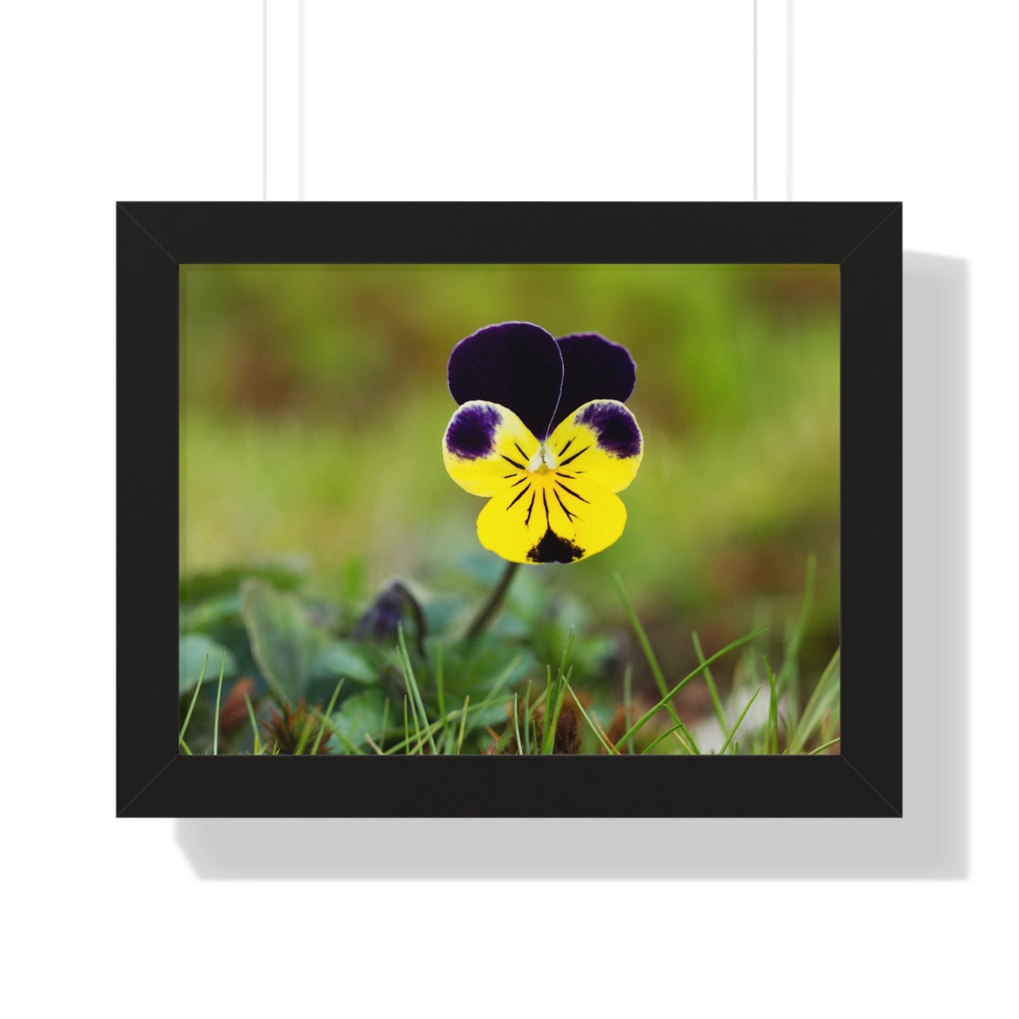 Framed Purple & Yellow Pansy Wall Art Poster | Botanical Floral Wall Decor