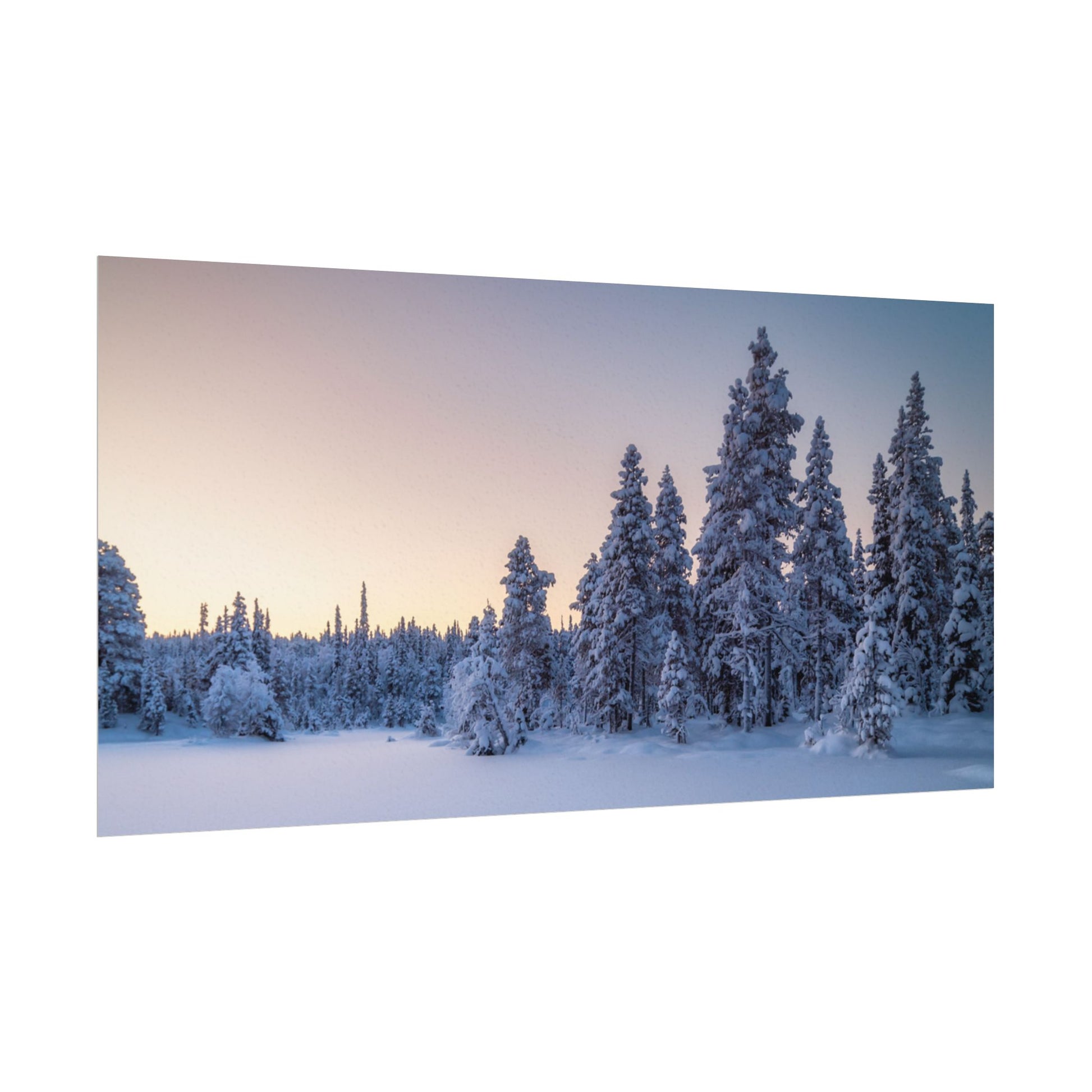 Snow-covered trees in a forest during sunset or sunrise.