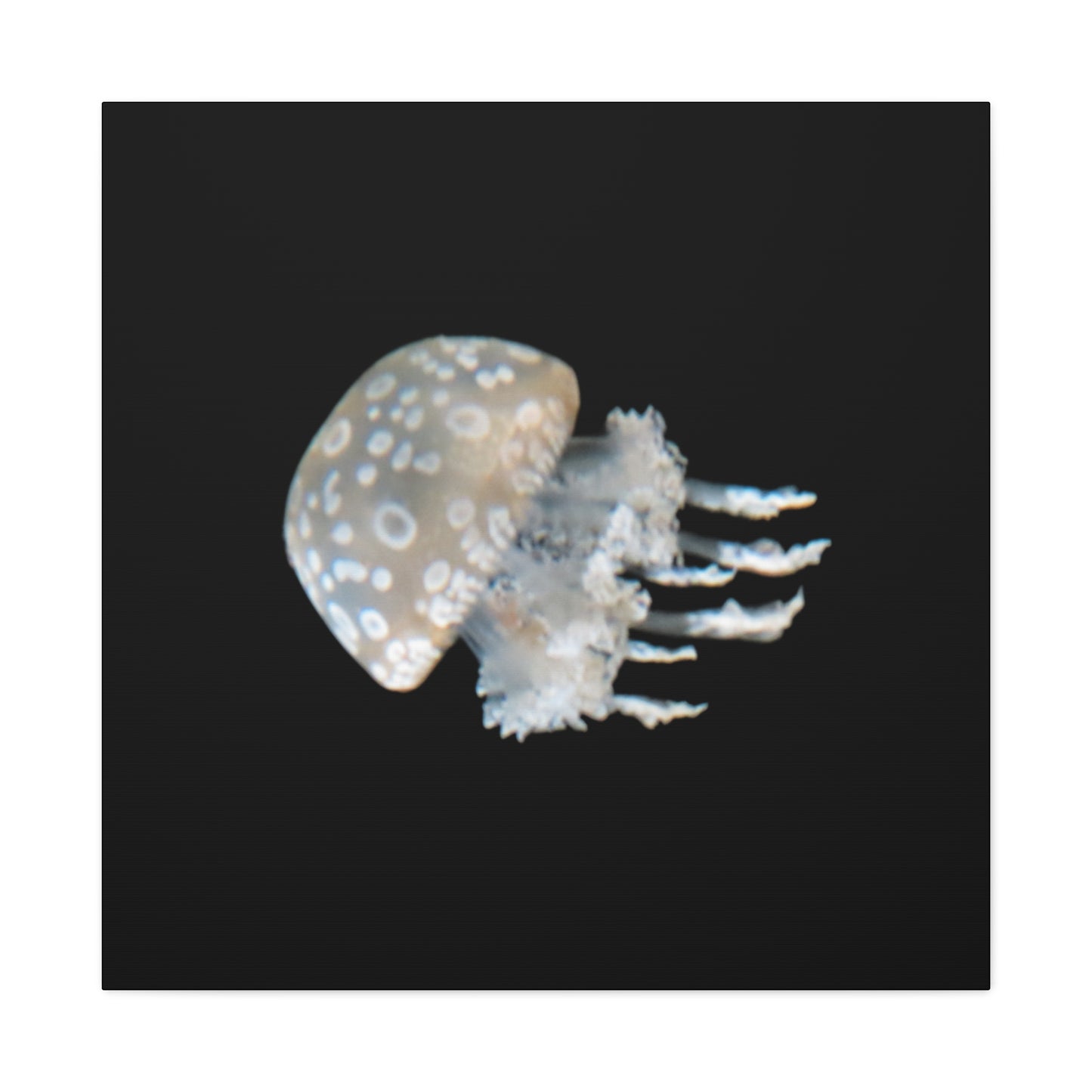 Jellyfish on a black background
